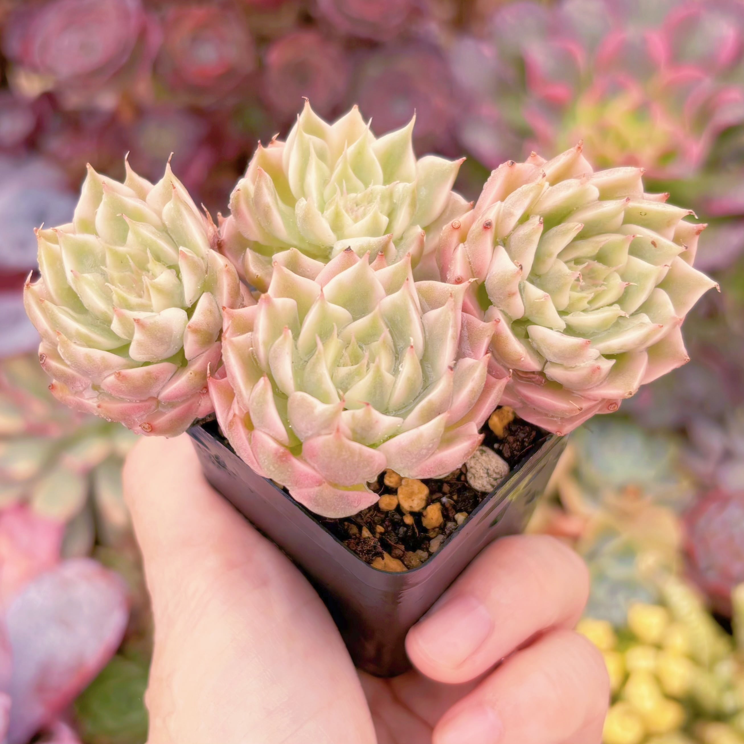 現品　マーガレット錦#017　群生　るる農園