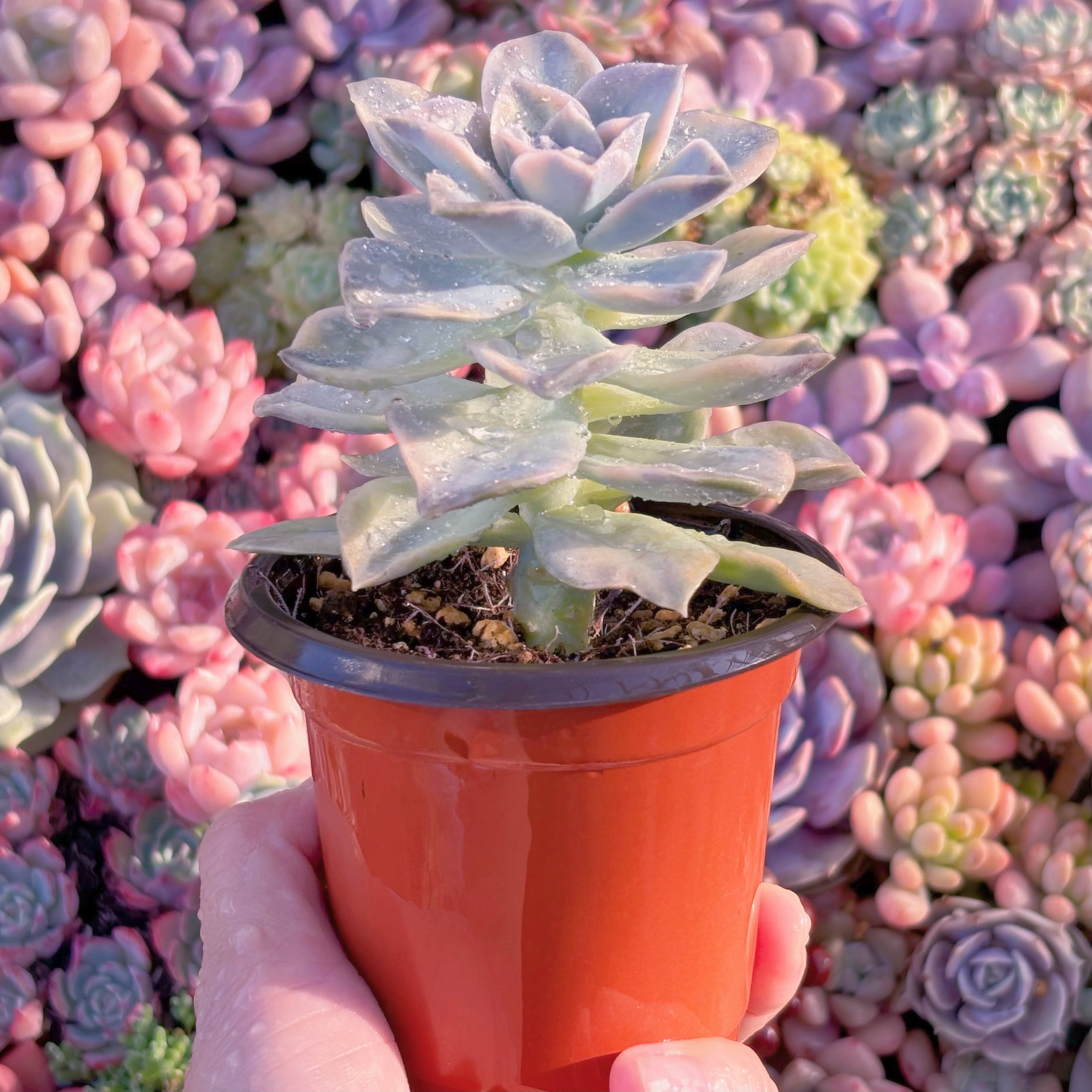 現品 ラブリーローズx白牡丹錦#585 るる農園 | るる農園~多肉植物専門
