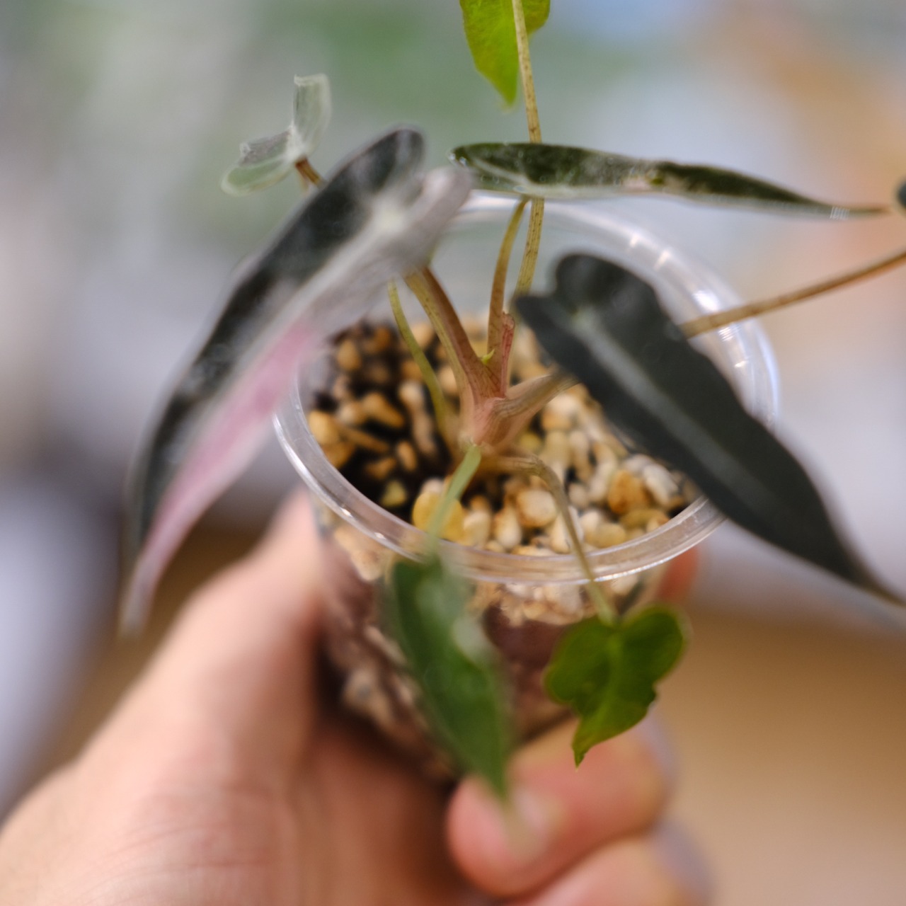 アロカシア バンビーノ ピンク/ Alocasia bambino Pink④│観葉植物