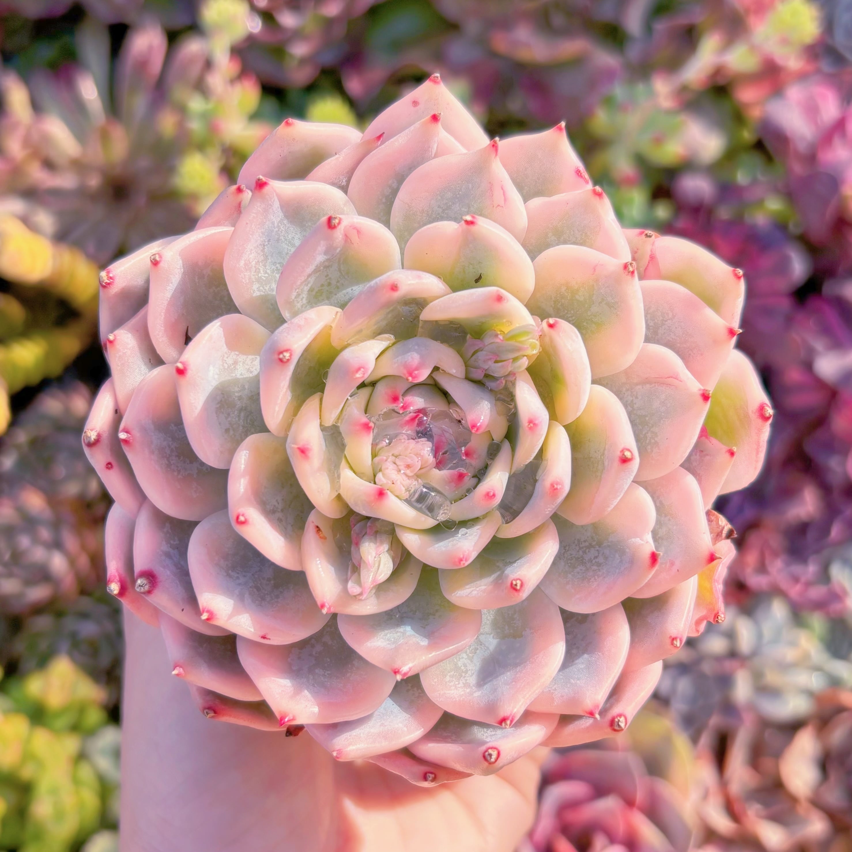 現品　チワワ錦#545　極上株　るる農園