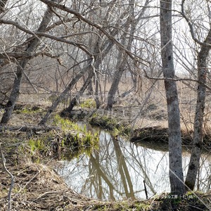 春の原野と小川　Wilderness and stream in spring