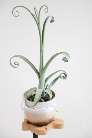 【M】チランジア カーリースリム/Tillandsia Curly Slim　※北欧鉢カバー付き