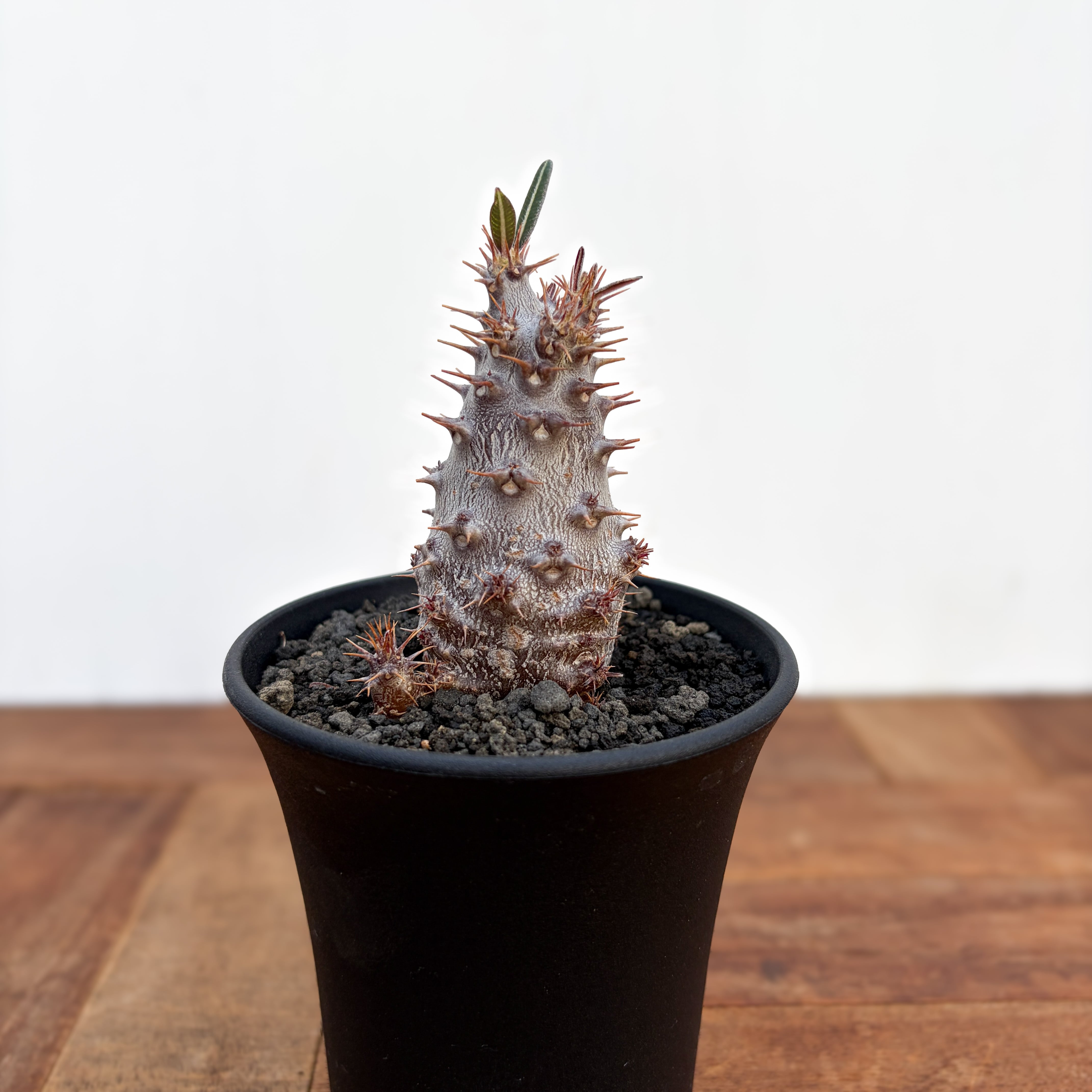 Pachypodium Lealii【パキポディウム・レアリー・実生】 | RIMO'S