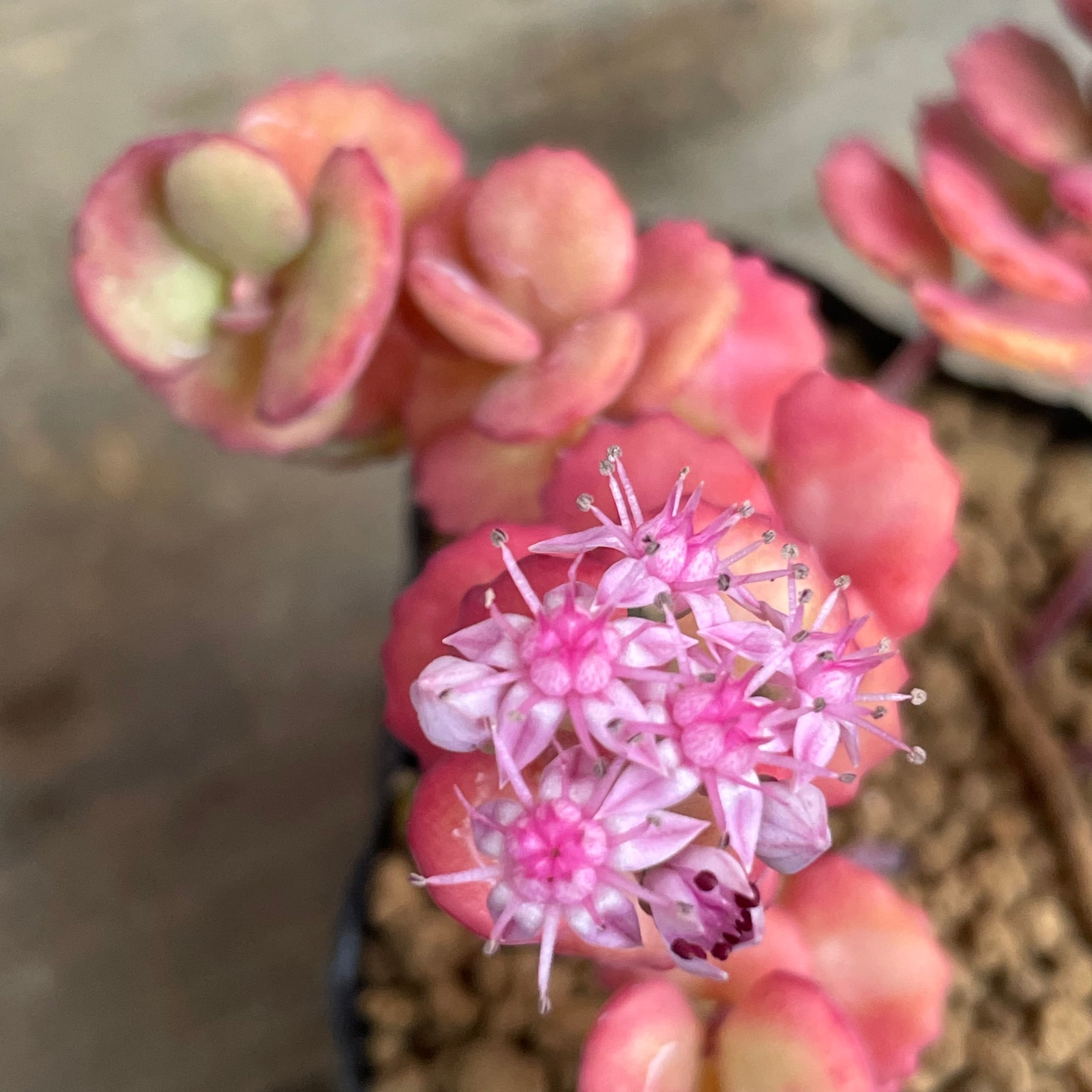 斑入りミセバヤ(紅葉) | RuPo 多肉植物専門店