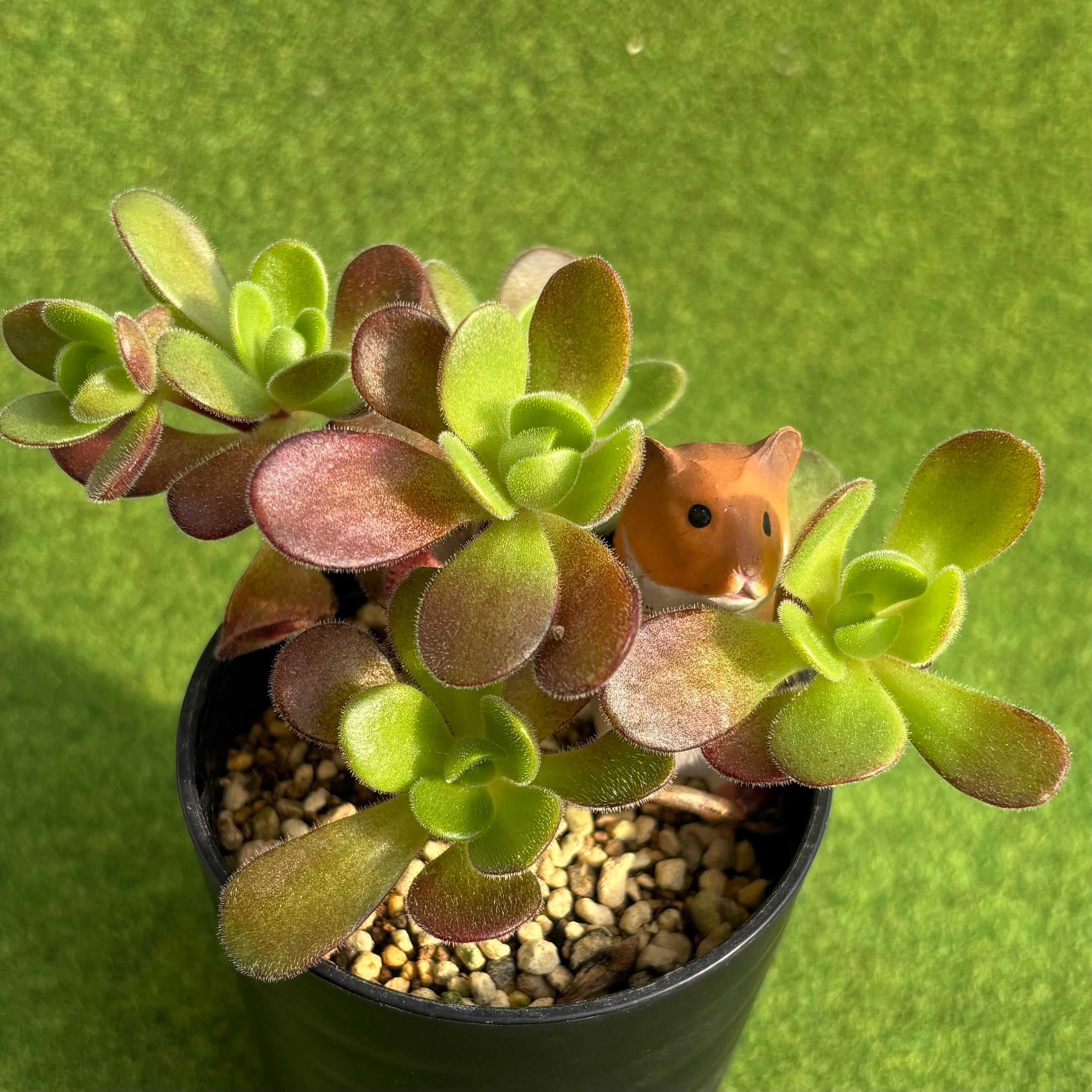 多肉植物 豆彦商店