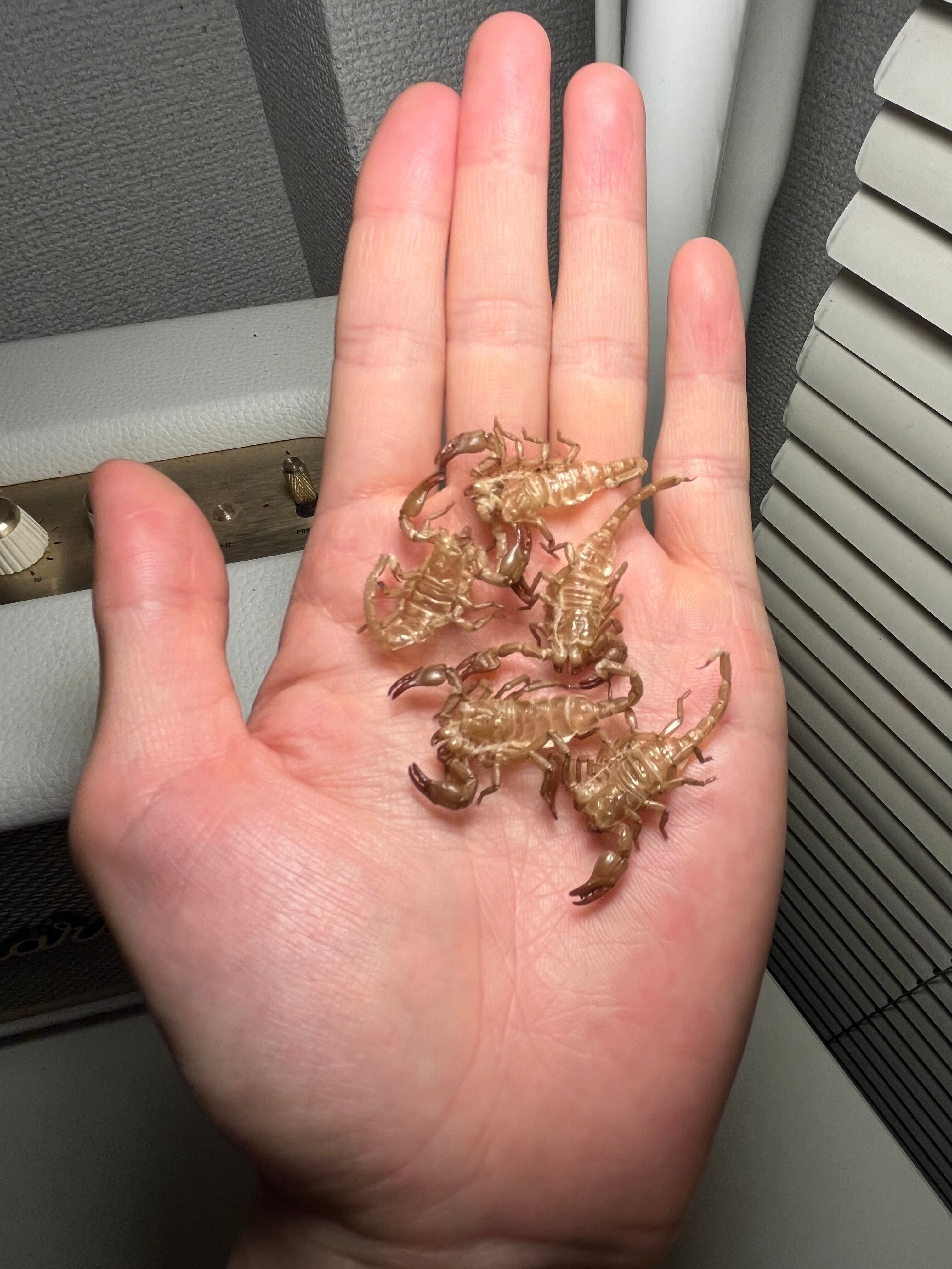 5匹set】4齢のダイオウサソリの脱皮殻標本 エンペラースコーピオン