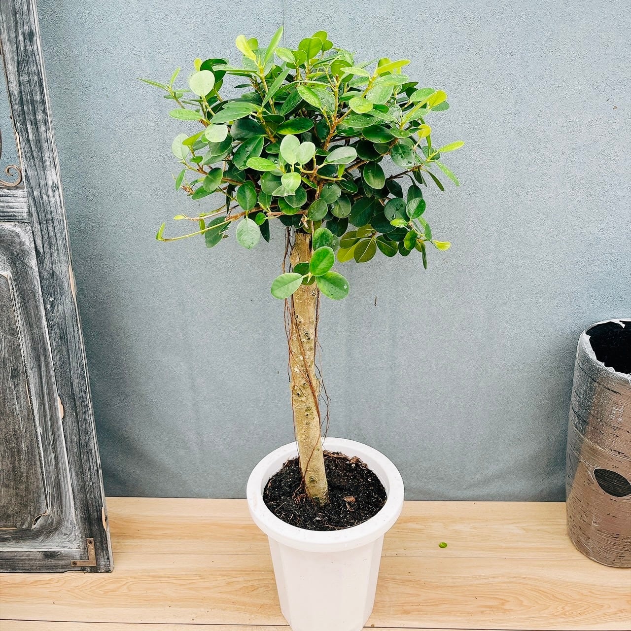 現品］♡かわいい♡ 7番 創樹 オリーブ ネバディロブランコ 5号 観葉