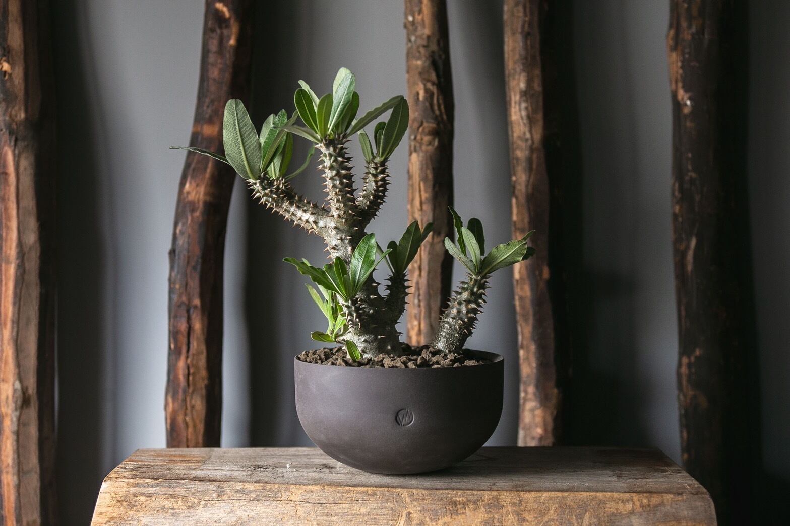 【極上品】Pachypodium Tackyi × GHOST【ナーセリー親株クラスのBIGサイズ】パキポディウム タッキー