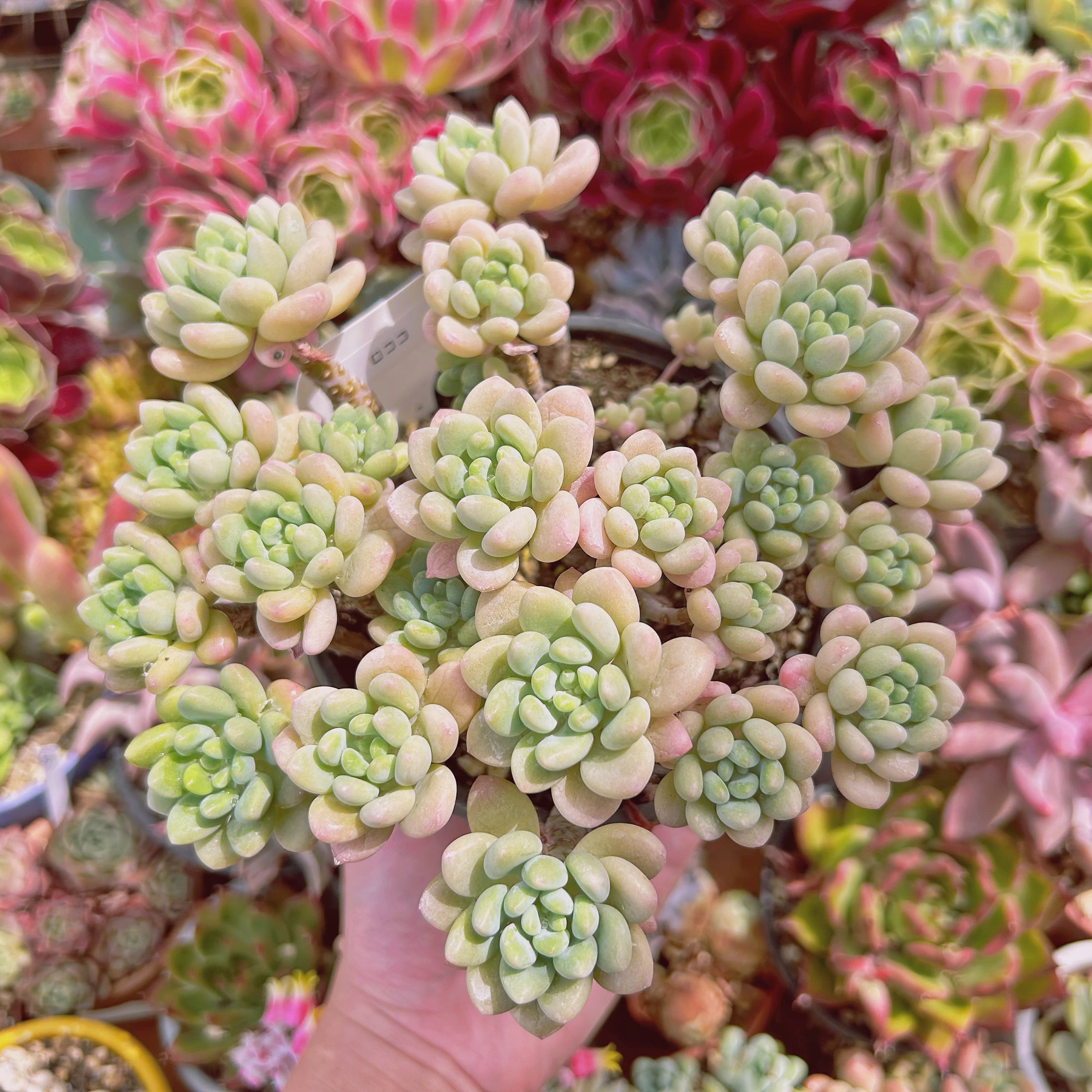 #2195現物　多肉植物　古株　ロココ　特大　