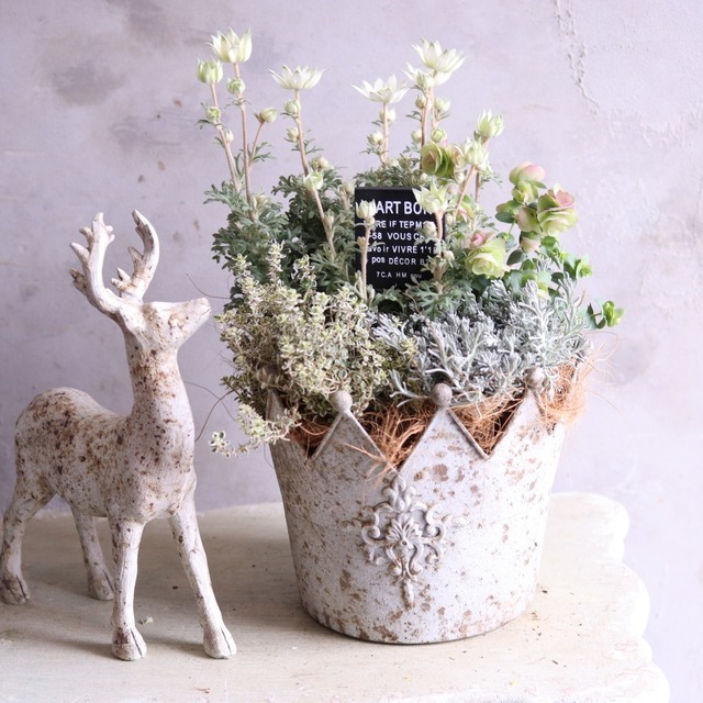 mondimanche 寄せ植え　フランネルフラワーとクロヌポット｜届いてすぐ玄関に飾れる 　プレゼントにもオススメ　