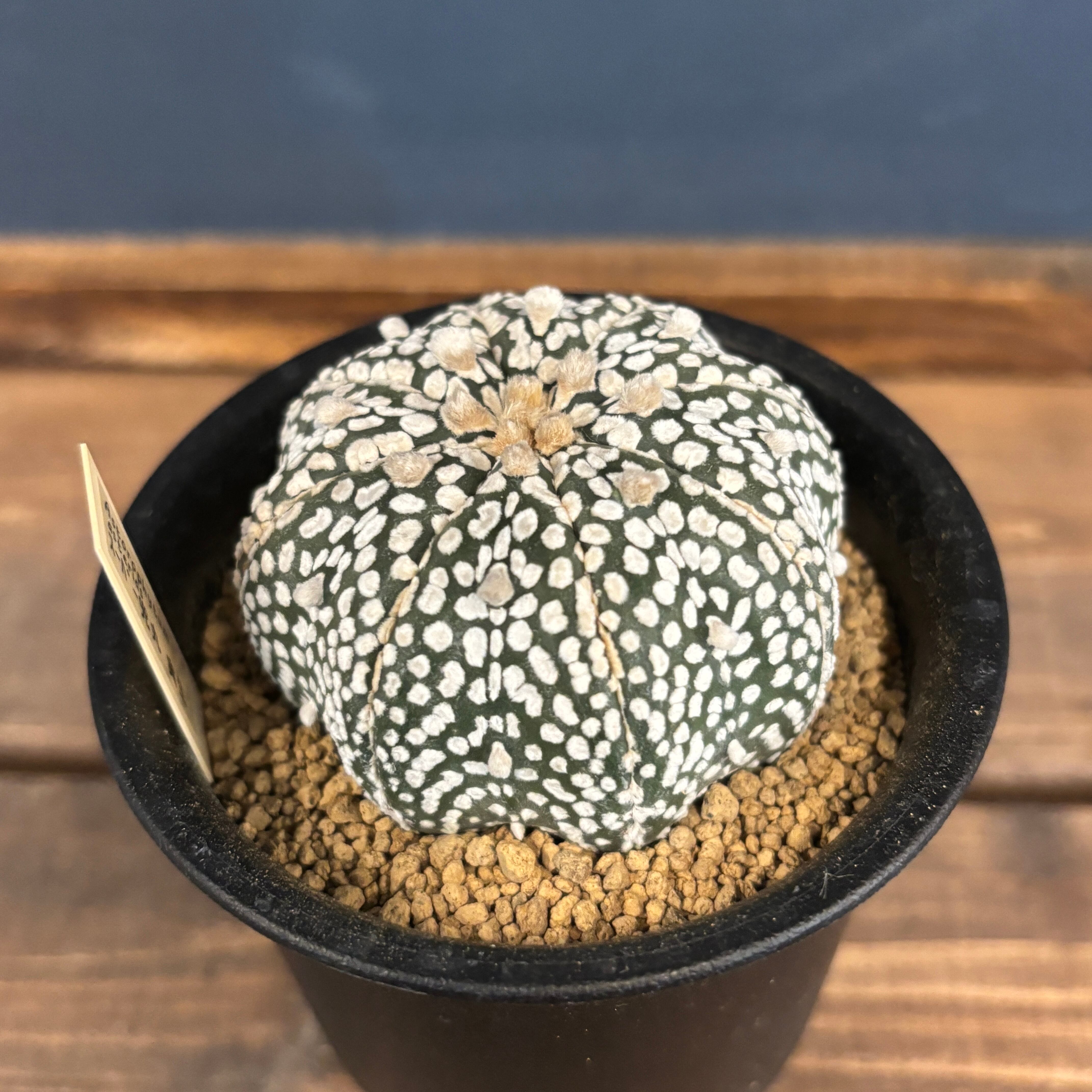 サボテン アストロフィツム スーパー兜 | PROTOLEAF プロトリーフ