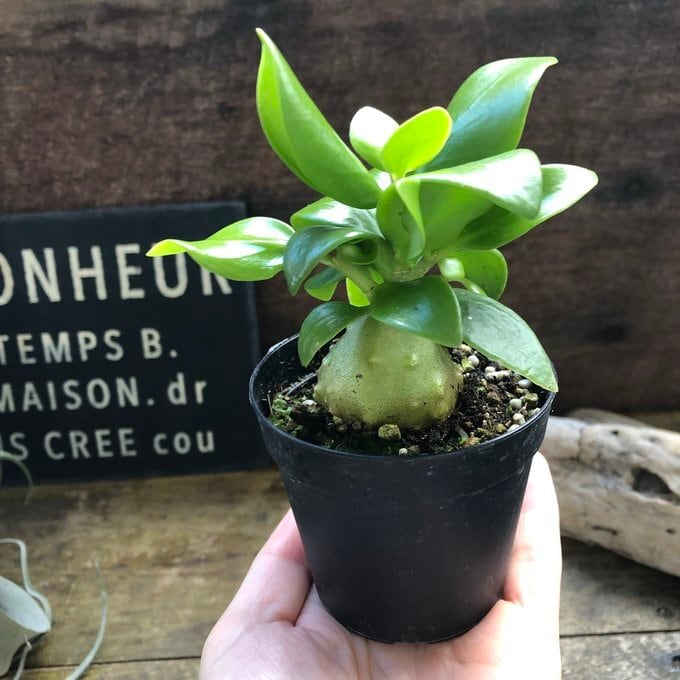 アリ植物 ヒドノフィツム パプアナム 希少 塊根部分 | 植物の店ベリー