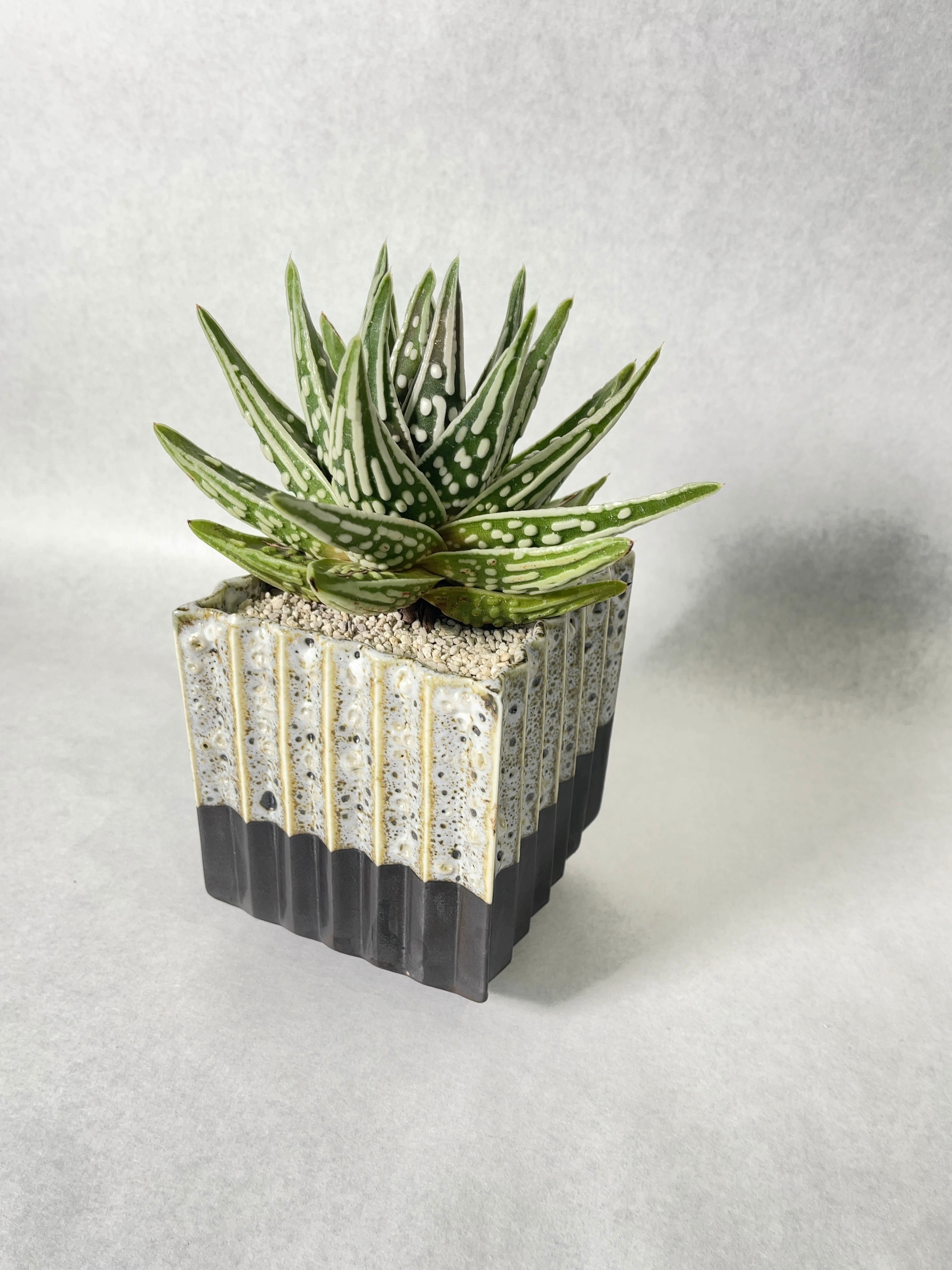 ハオルチア・天使の泪 | trigger