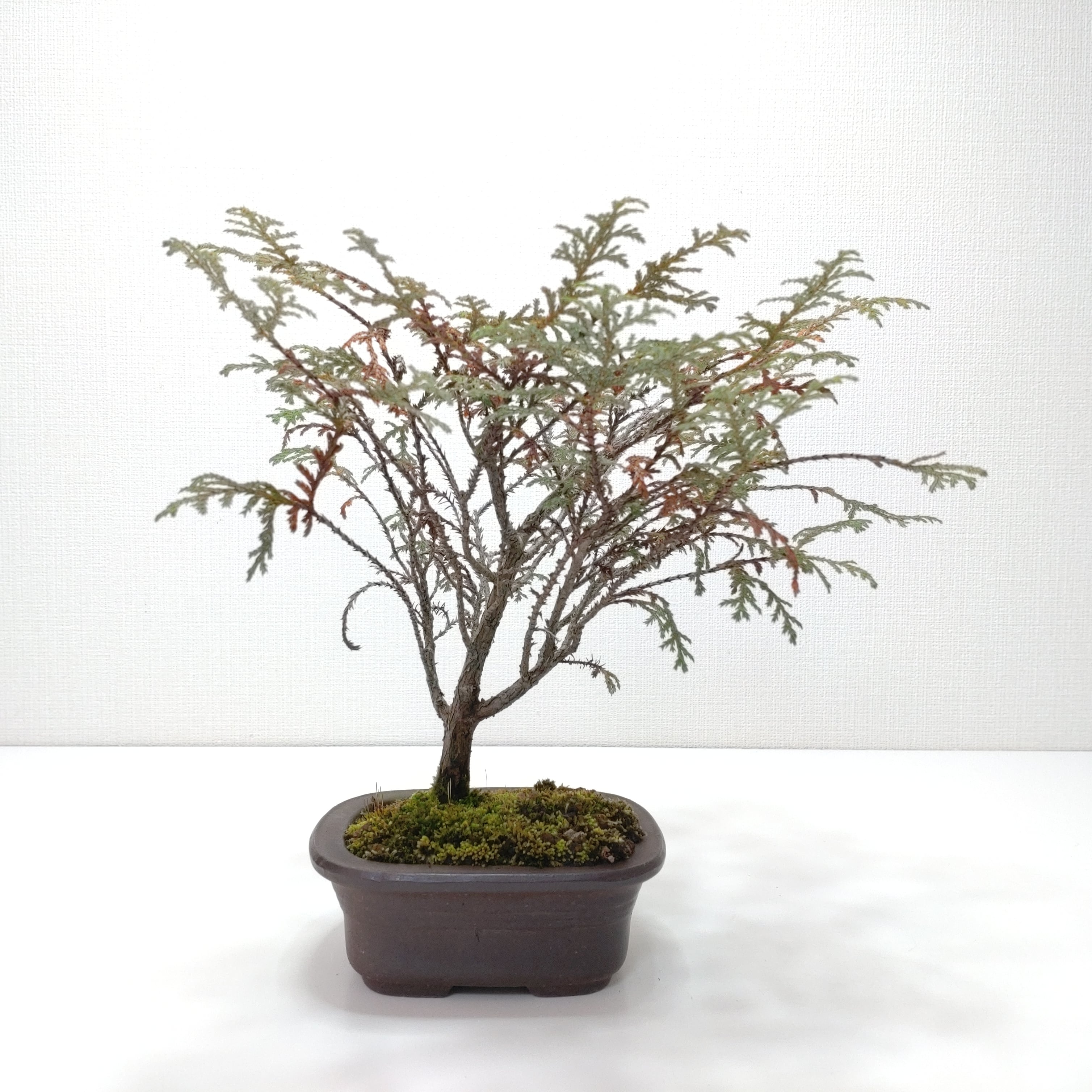 椹（サワラ）盆栽 SS016 | 盆栽創【Bonsaisou】