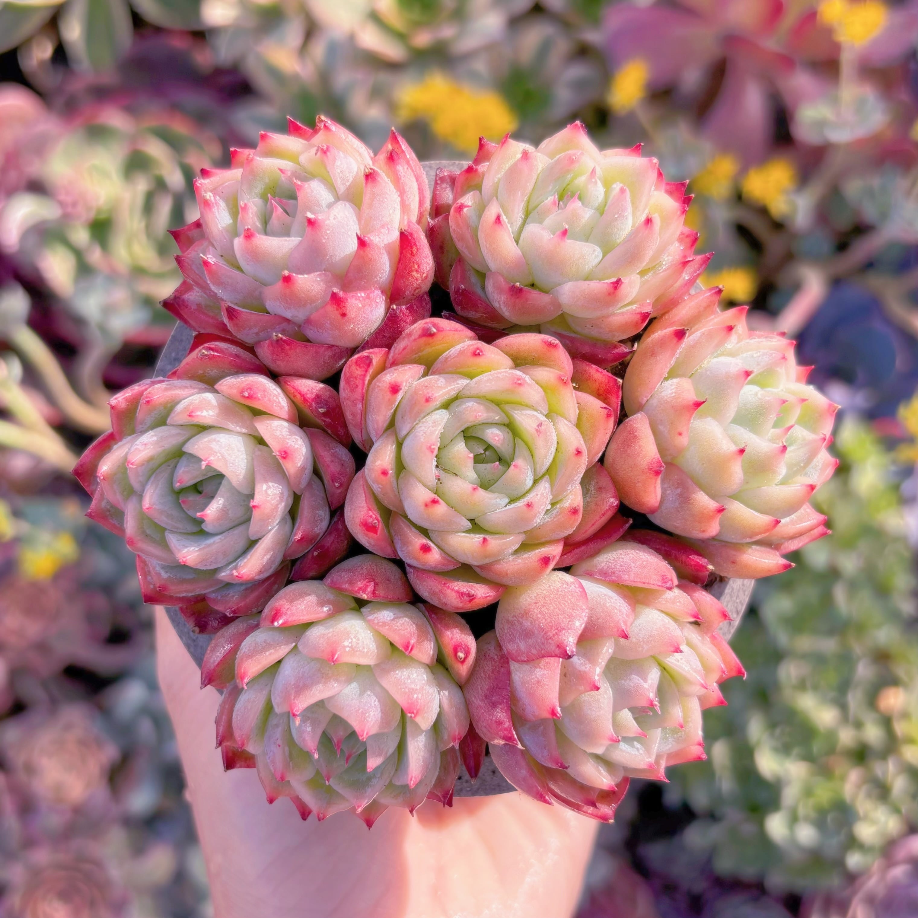 多肉植物　ピンククリスタル(7苗)　新入荷　るる農園