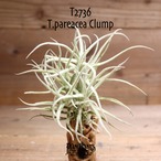 【送料無料】パレアセア クランプ〔エアプランツ〕現品発送T2736