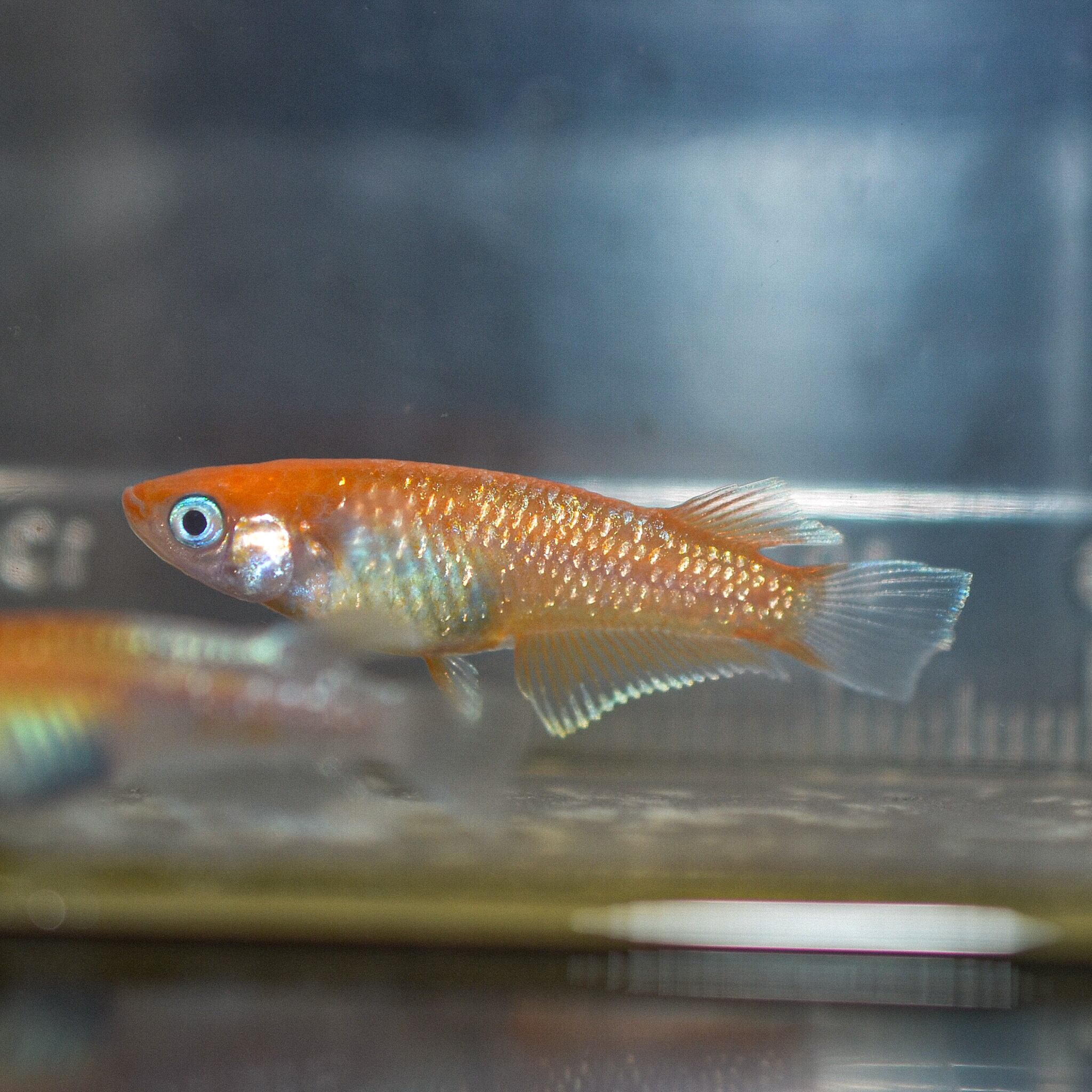 デーンモルフォ キッシングワイドフィン（2025年産まれ） オス2 メス3