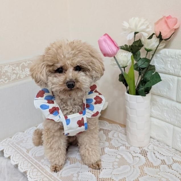 即納】 赤い花柄ワンピース ペット 犬 小型犬 犬服 猫 ワンピース 赤