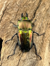 《ニジイロクワガタ 青紋 52mm ペア》セルヴォラン氏委託個体