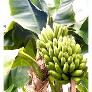 ［送料無料］バナナファーム壱岐の皮ごと食べられる国産無農薬バナナ