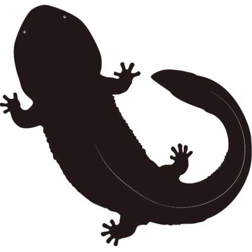 オオサンショウウオ