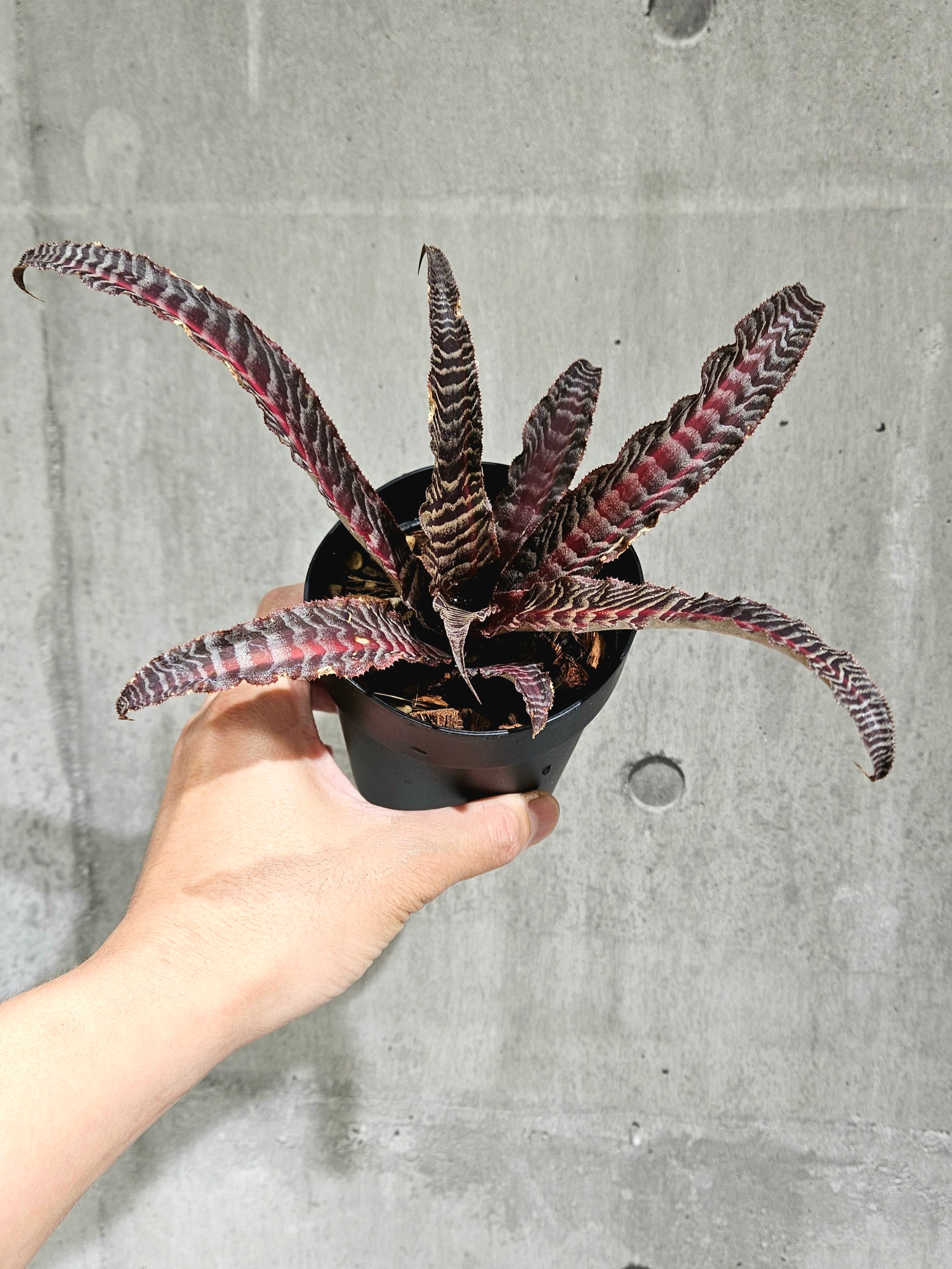 Cryptanthus LISA “Lisa Vinzant” 【artPLANTs/PLANTS GARAGE