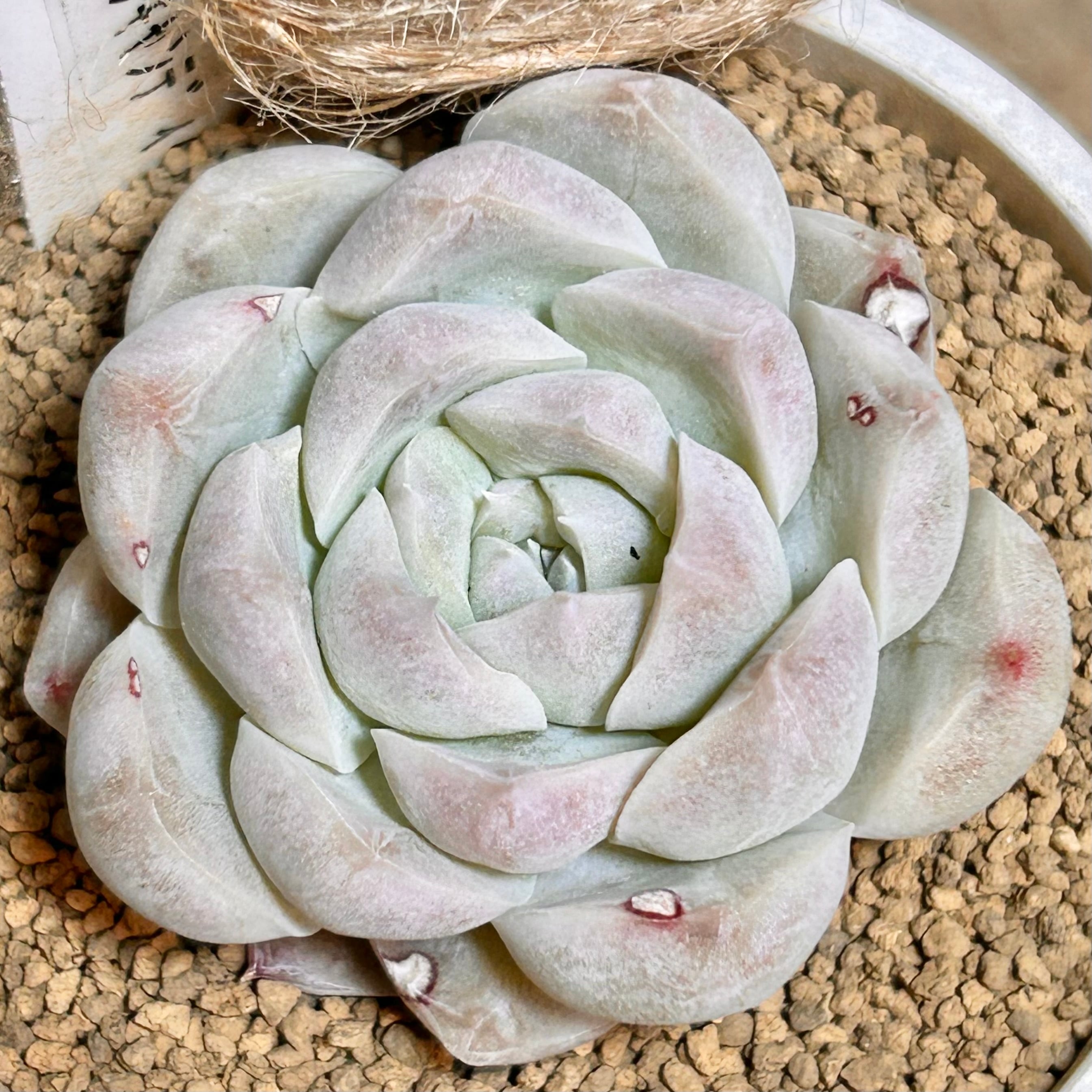 雪の妖精 | RuPo 多肉植物専門店
