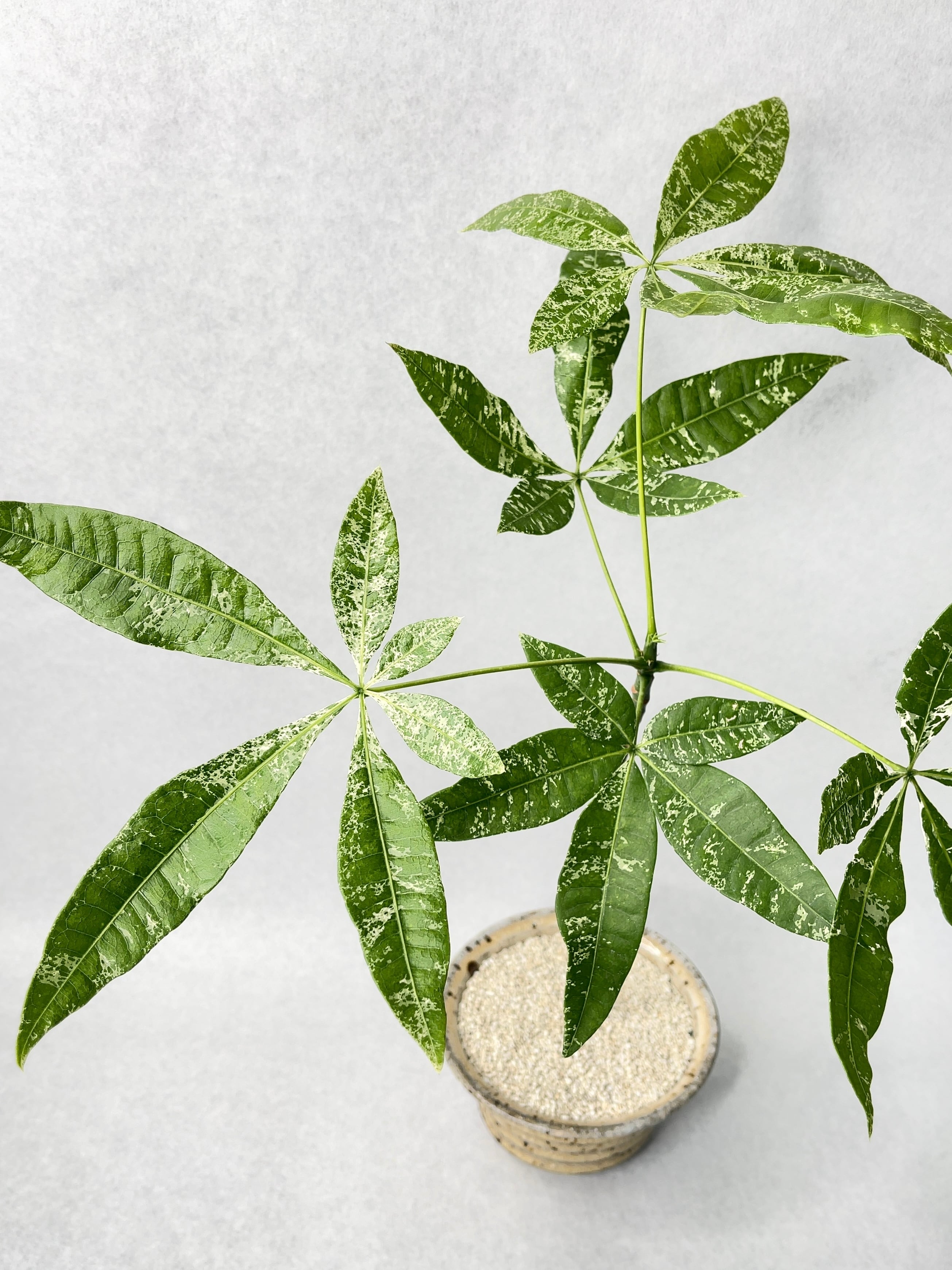 パキラ・ミルキーウェイ実生 | trigger