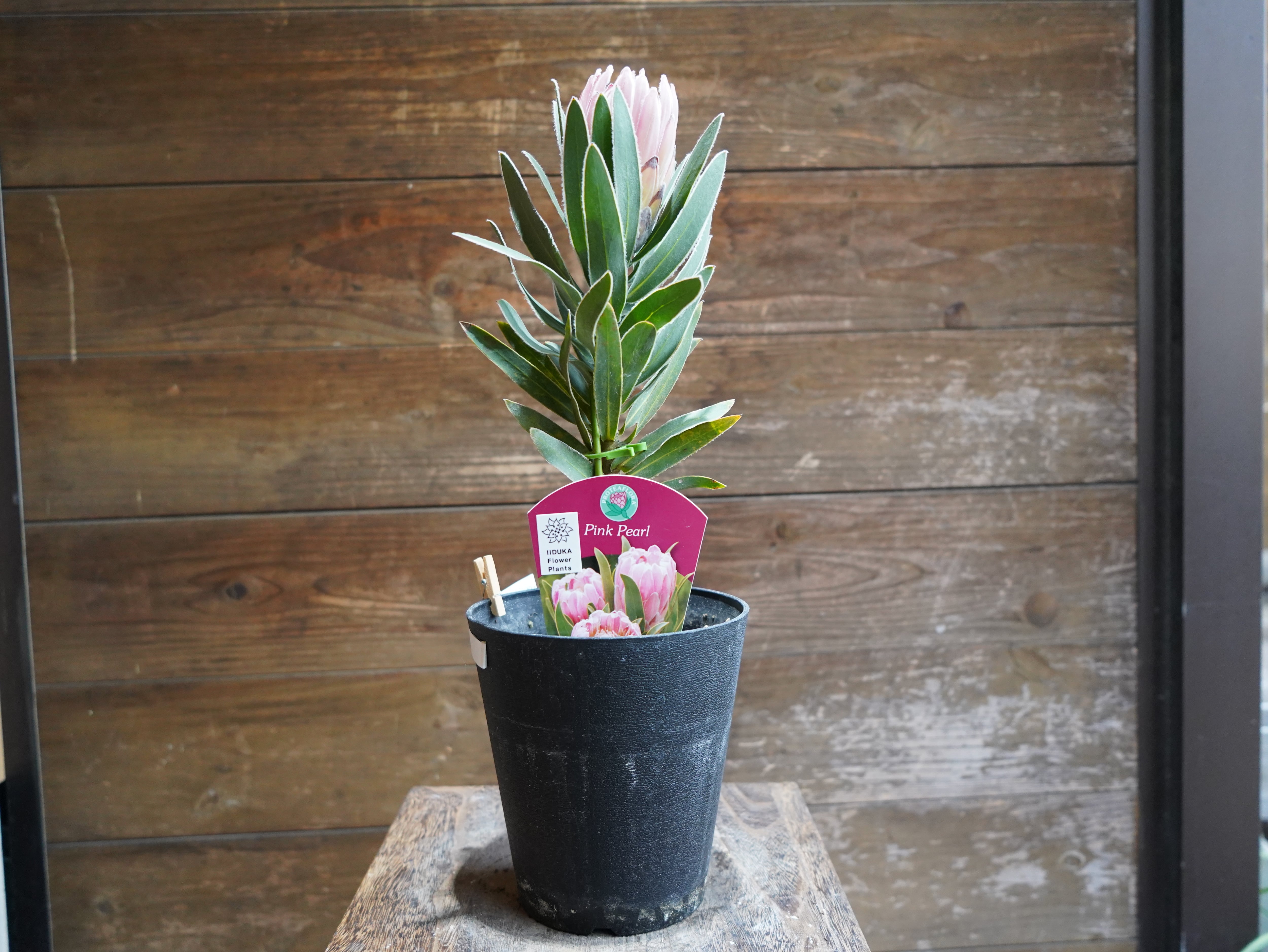 【現物】プロテア　"ピンクパール"　