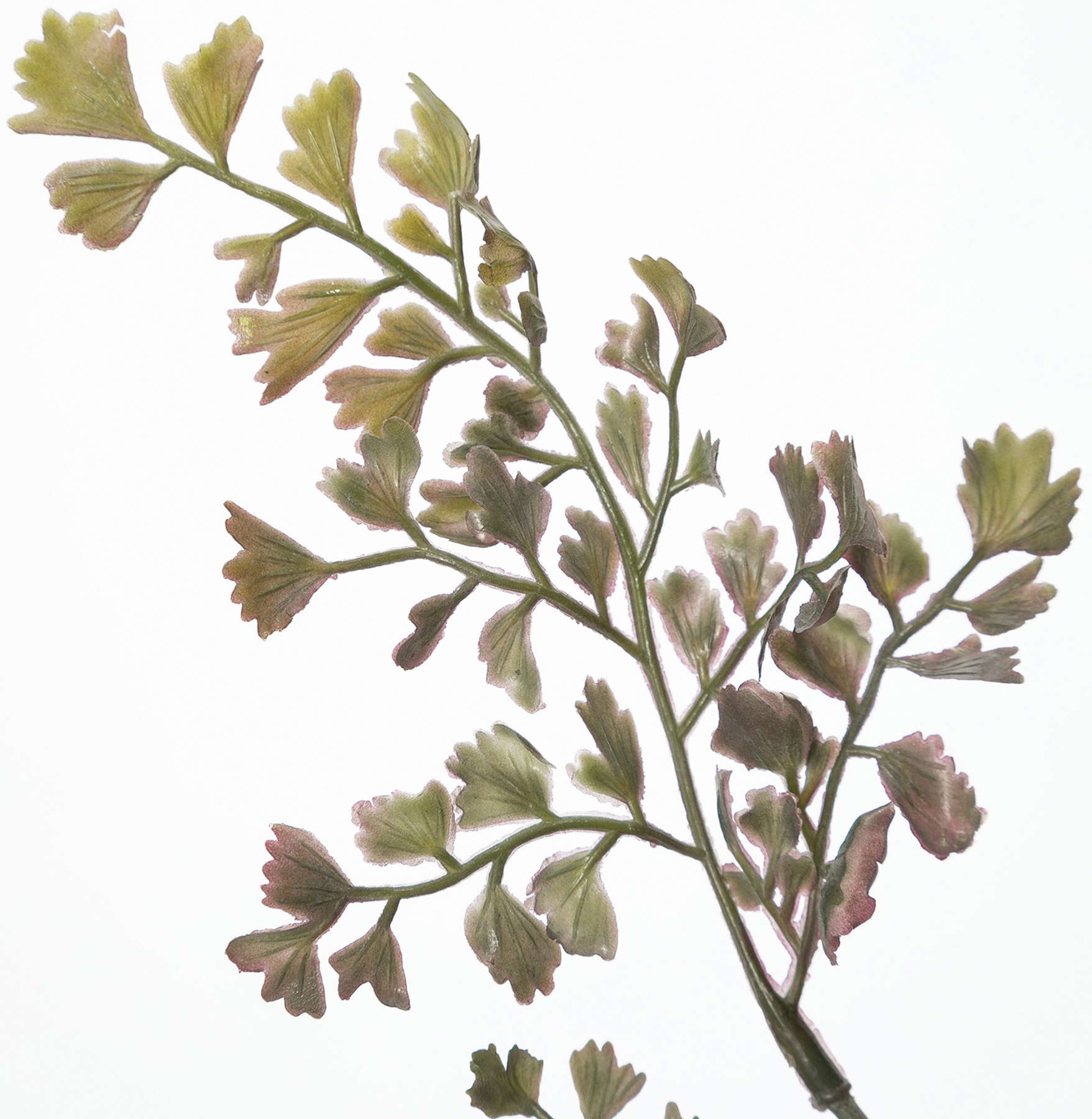 アジアンタムブッシュ　　FG-5030PUG　4961823796142　造花（アーティフィシャルフラワー） > 定番造花グリーン（素材）