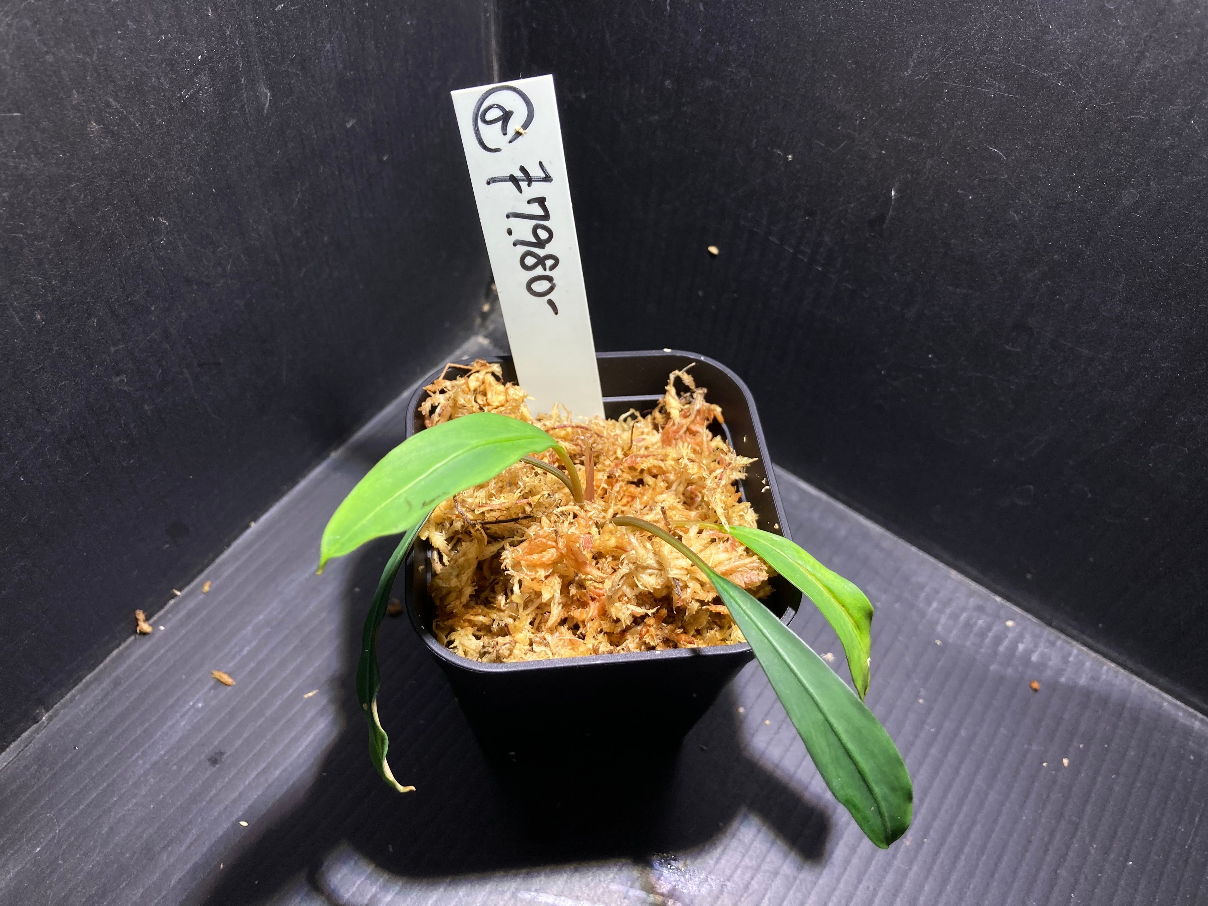 Bucephalandra sp.Silver eagle red (ブセファランドラsp.シルバー