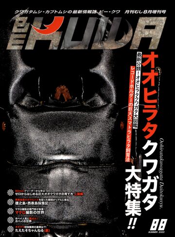 属内最高峰】トゲトゲヘンテコゾウムシ Gagatophorus 標本甲虫フン