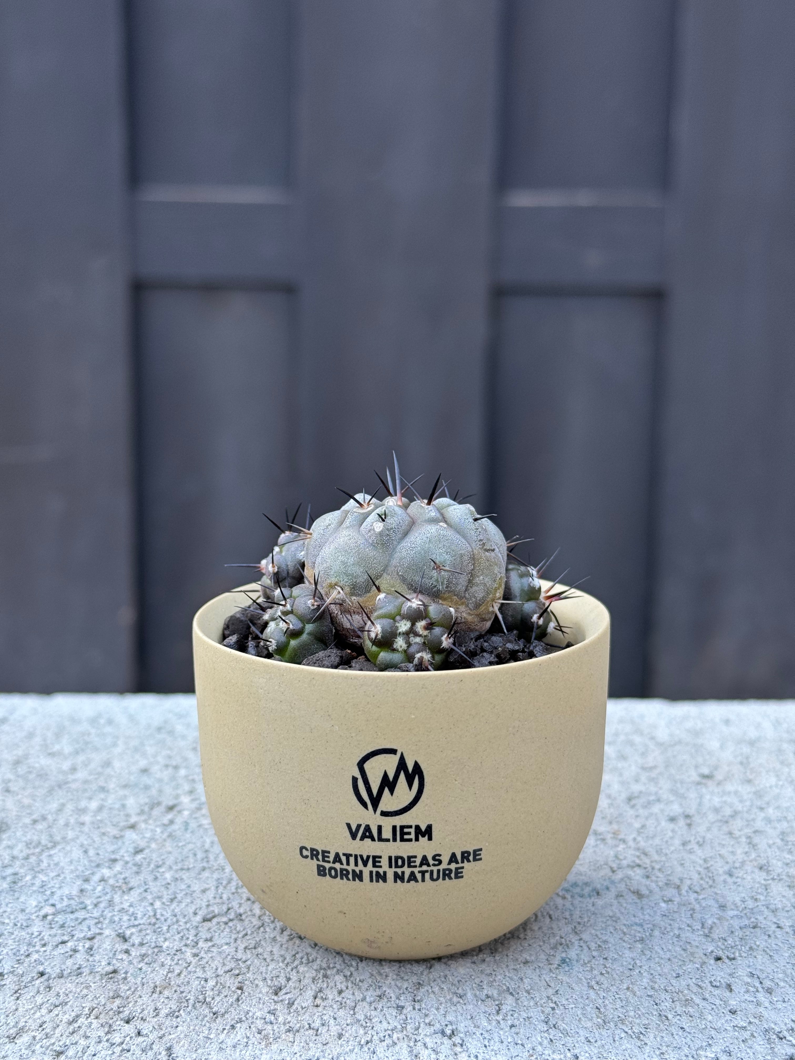 極上品】Copiapoa cinerea × VALIEM GHOST【俺の黒王丸】コピアポア