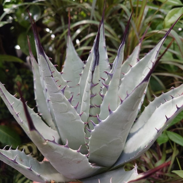 no.1 アガベ パリー トランカータ agave parryi truncata 【発根済】