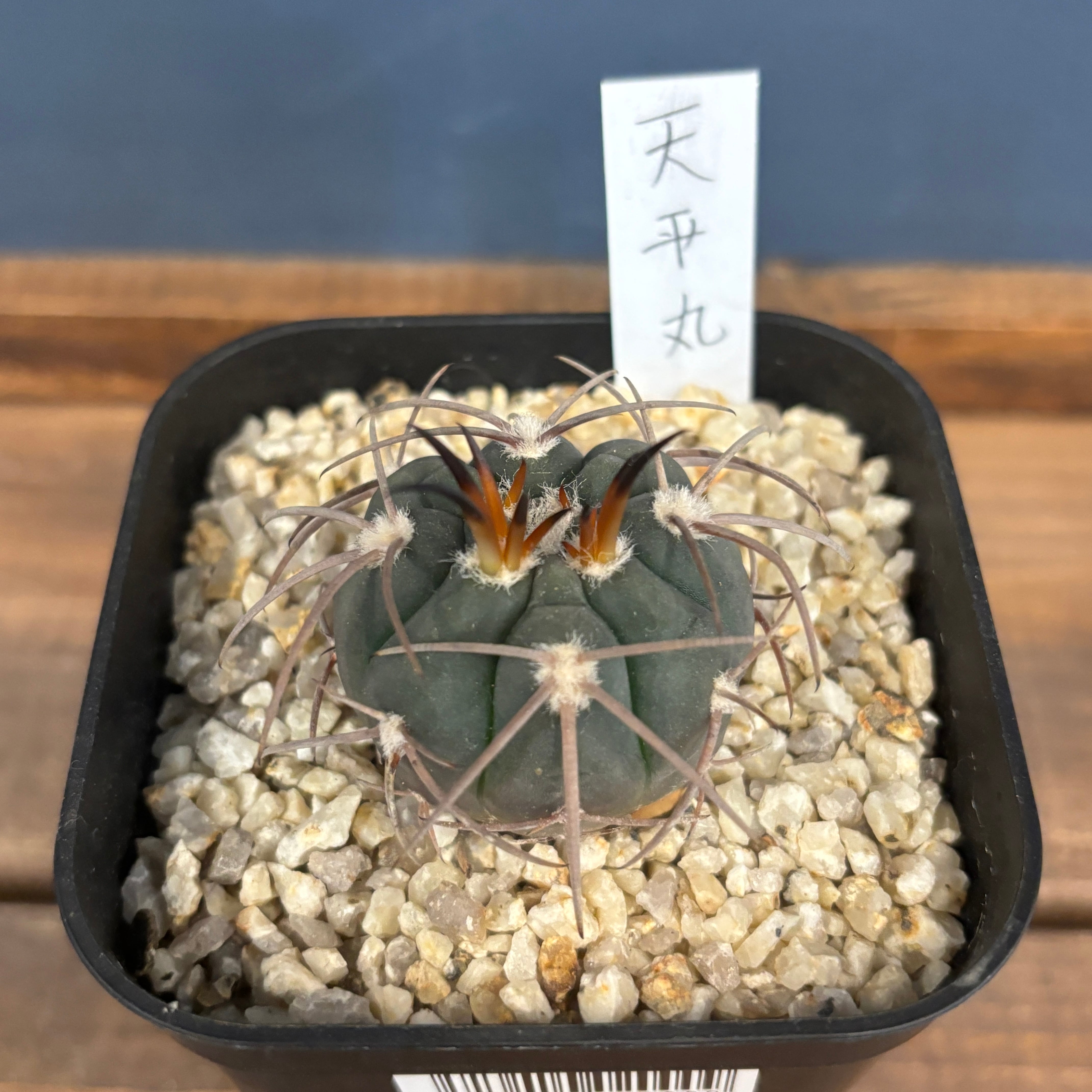 ギムノカリキウム天平丸 山木サボテン サボテン ギムノカリキウム 天平丸 | PROTOLEAF プロトリーフ