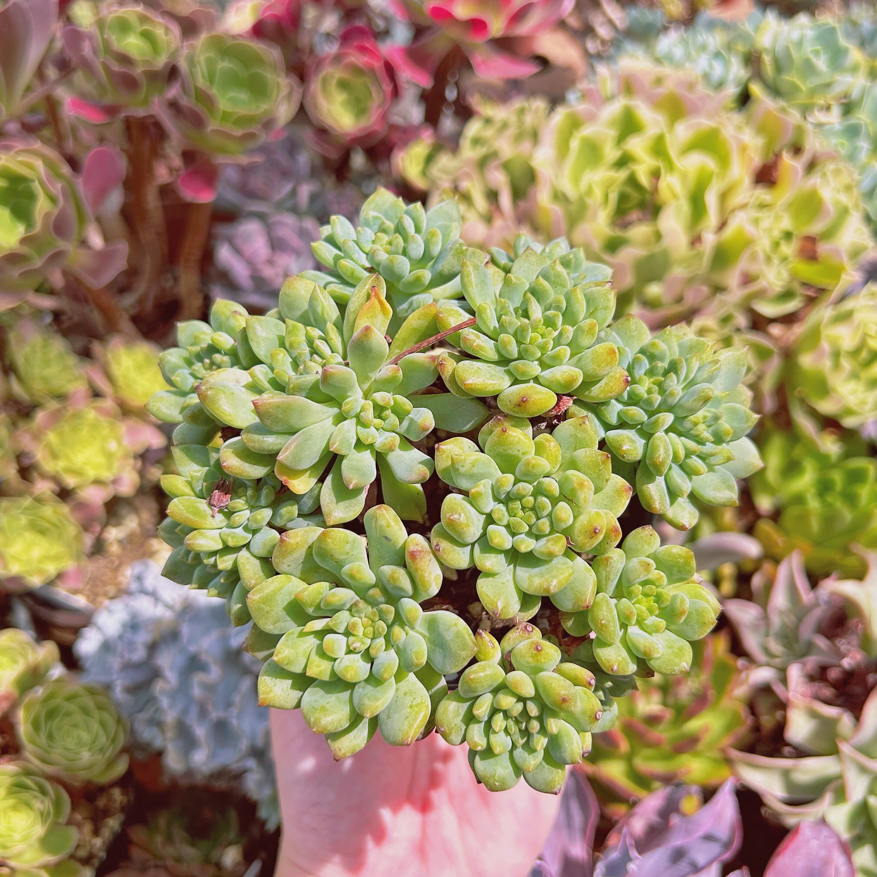 #865現物　多肉植物　ブルーエルフ　特大　抜き苗