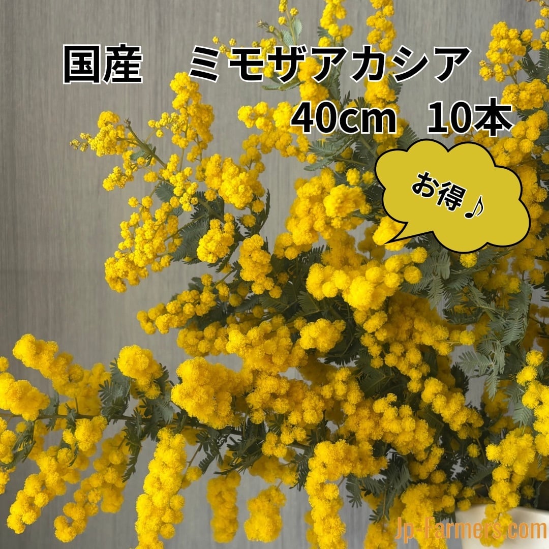 その他枝物 | 新鮮お花問屋 Jp-Farmers.com