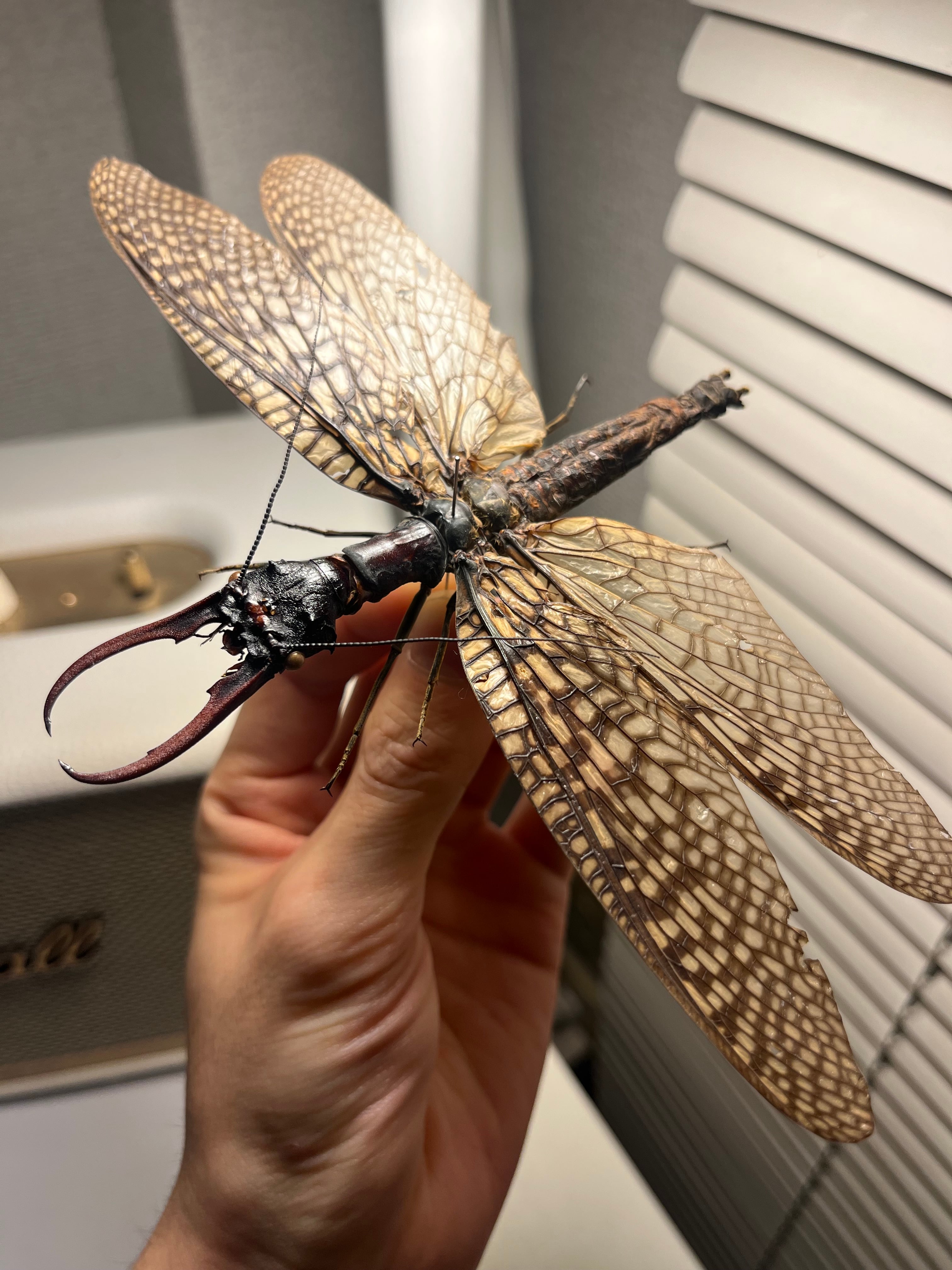 希少産地】オオアゴヘビトンボ 奇蟲 タランチュラ ムカデ 標本 昆虫 希少産地】オオアゴヘビトンボ 奇蟲 タランチュラ ムカデ 標本 昆虫