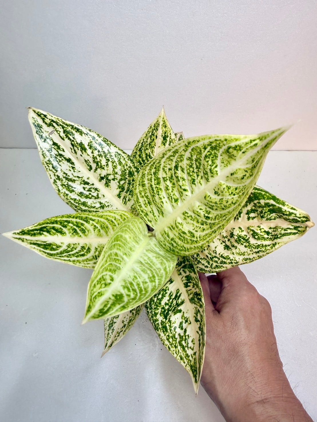 観葉植物と雑貨のお店 VIVAGREEN