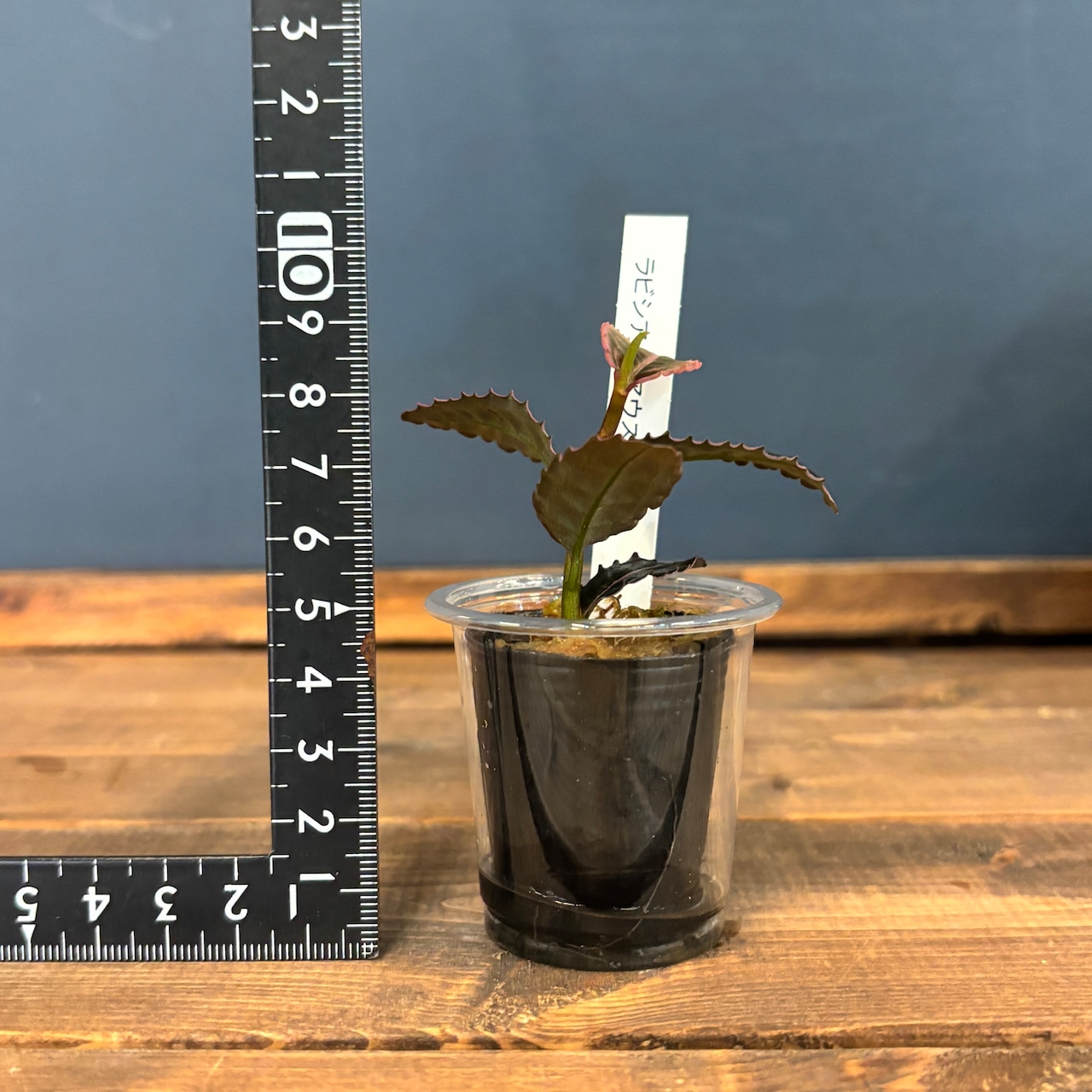 ラビシア リアウスマトラ【534】