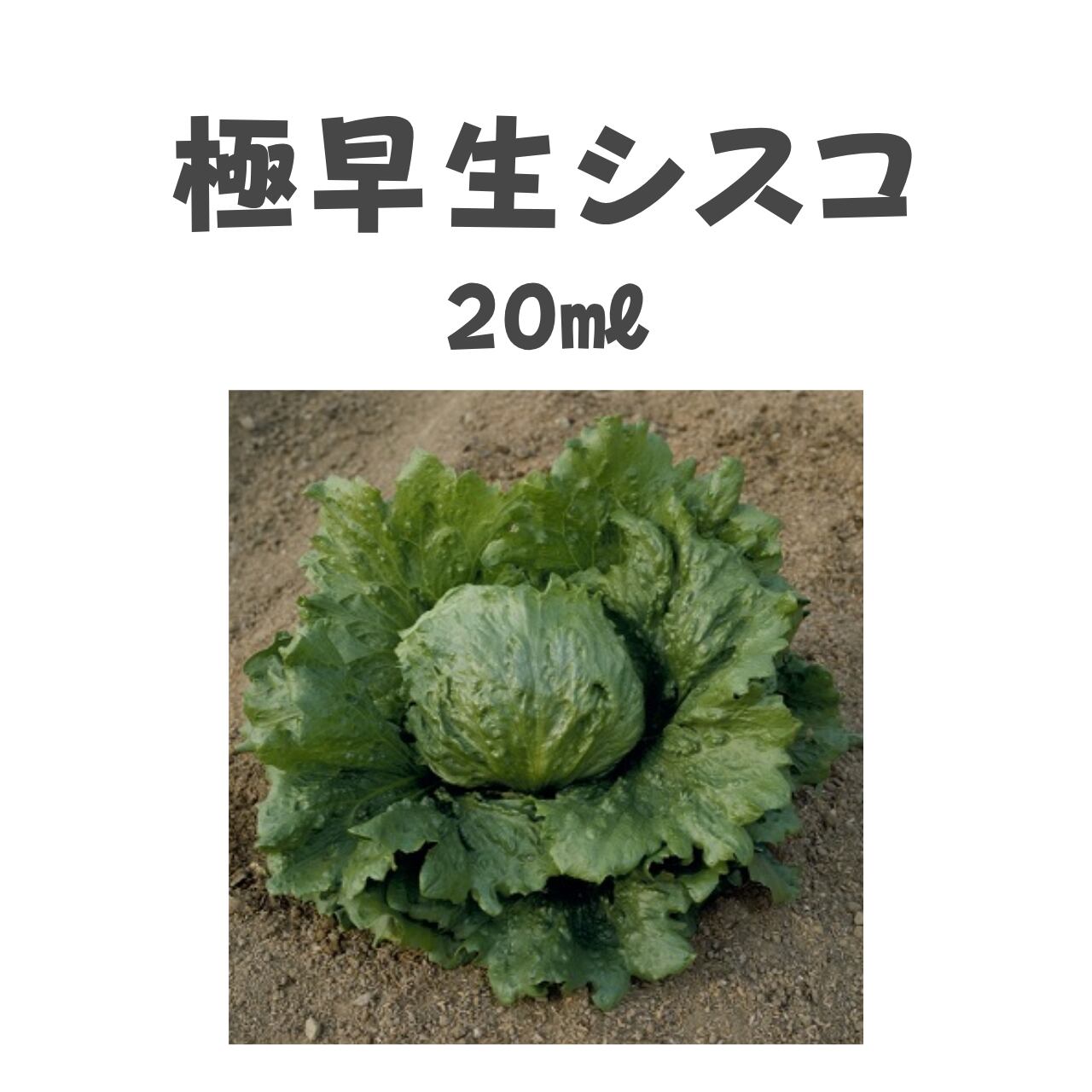 極早生シスコ レタス種子・20ml