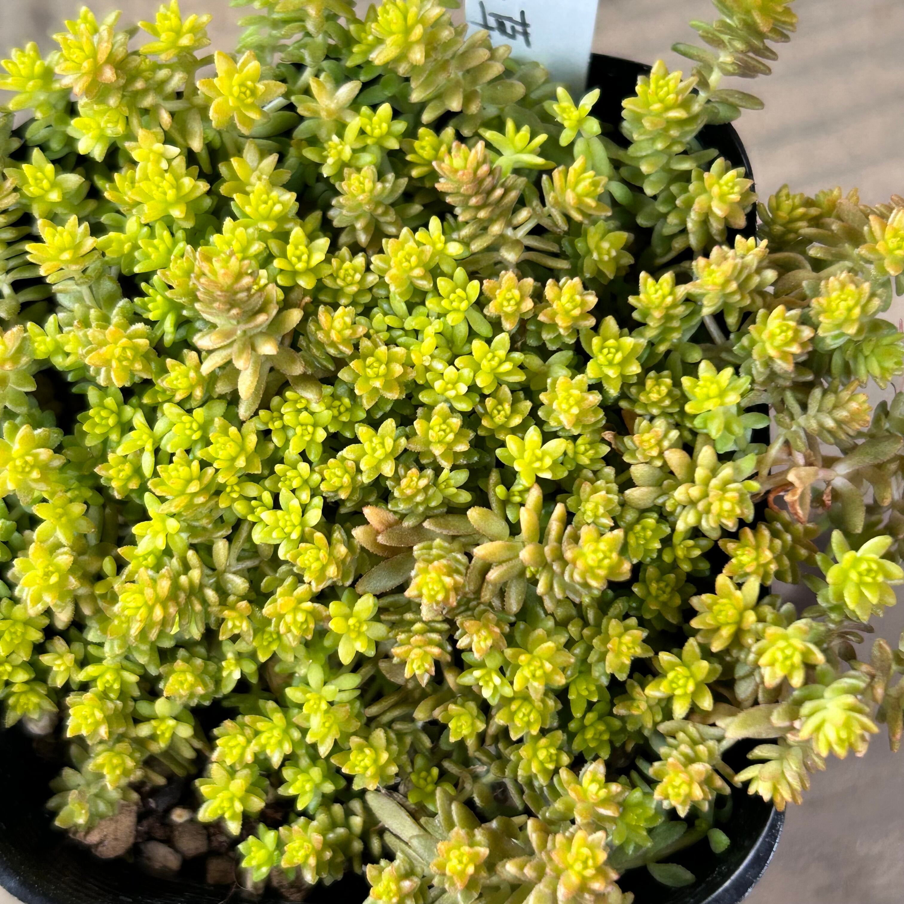 黄金細葉万年草 | RuPo 多肉植物専門店