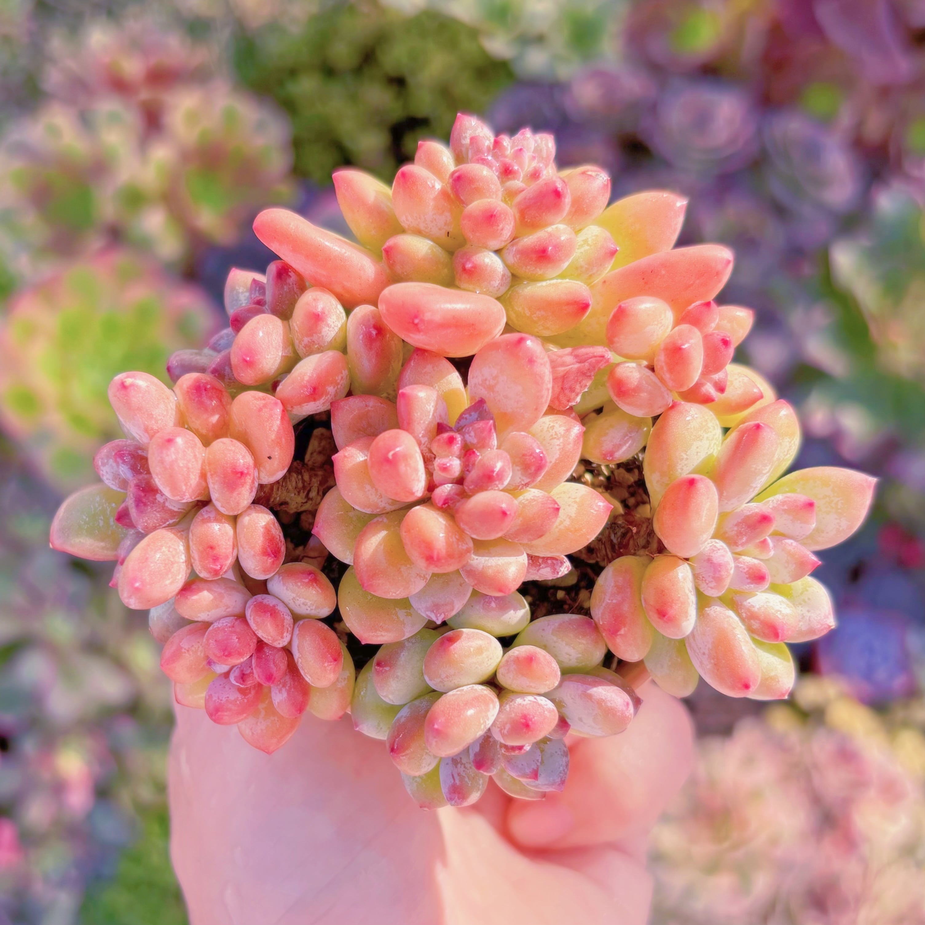 現品　紅小珠(べにこだま)#029　群生　新入荷　るる農園