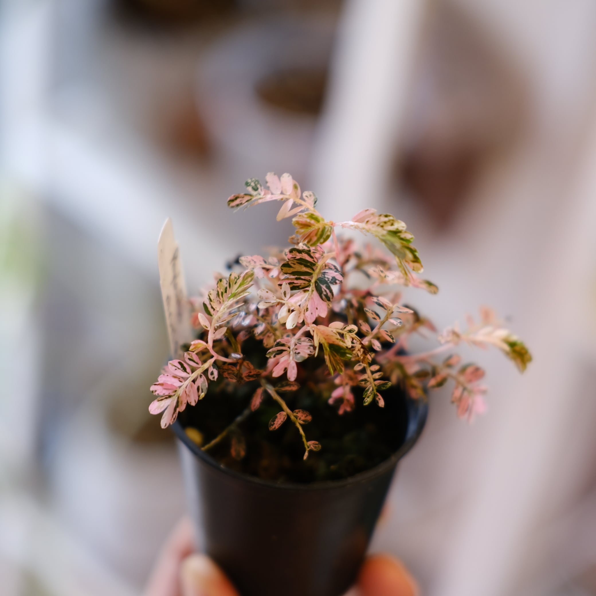 Phyllanthus urinaria 'Pink Variegated'│フィランサス・ウリナリア