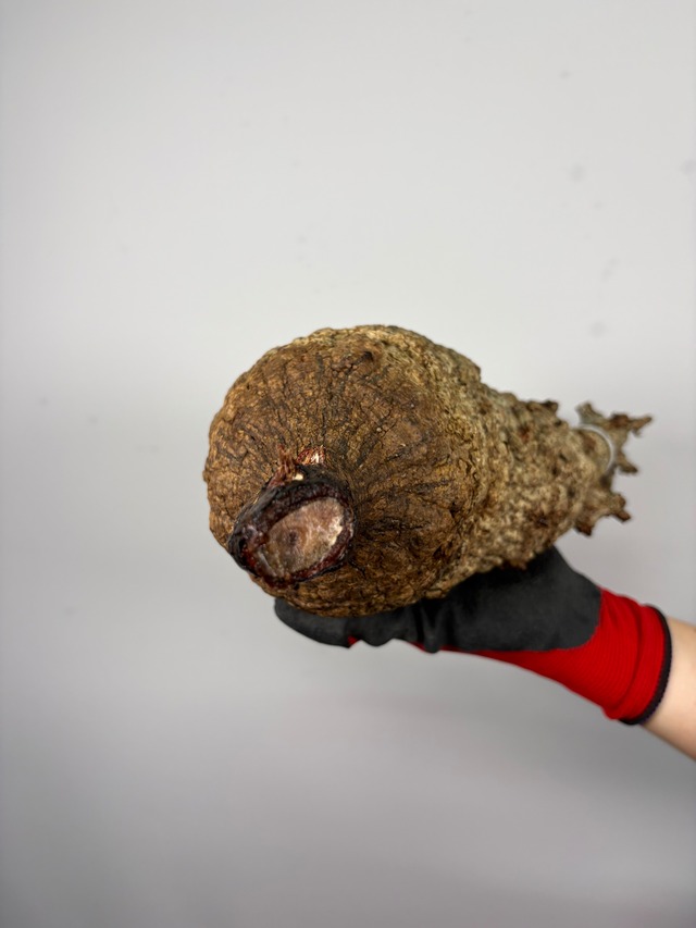 F158 現地発根株 オペルクリカリア パキプス 6/15 入荷 Operculicarya pachypus 塊根植物 現地球
