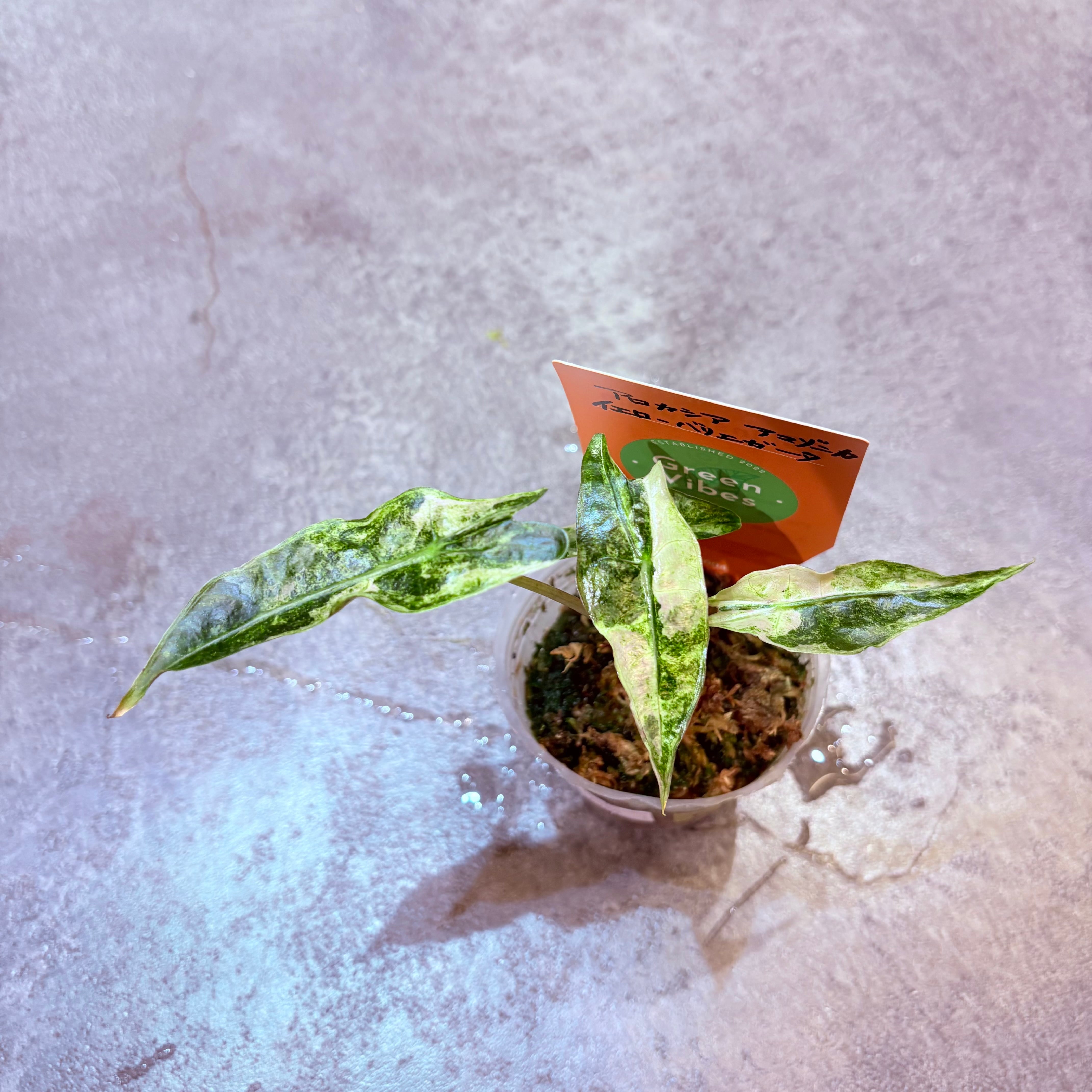 アロカシア アマゾニカ イエローバリエガータ 2.5号【C】 | Green