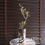 盆栽 Olive オリーブの木 ルッカ Lucca 盆栽仕立て モノクロ デザインポット オリーブ 曲がり 観葉植物 0127