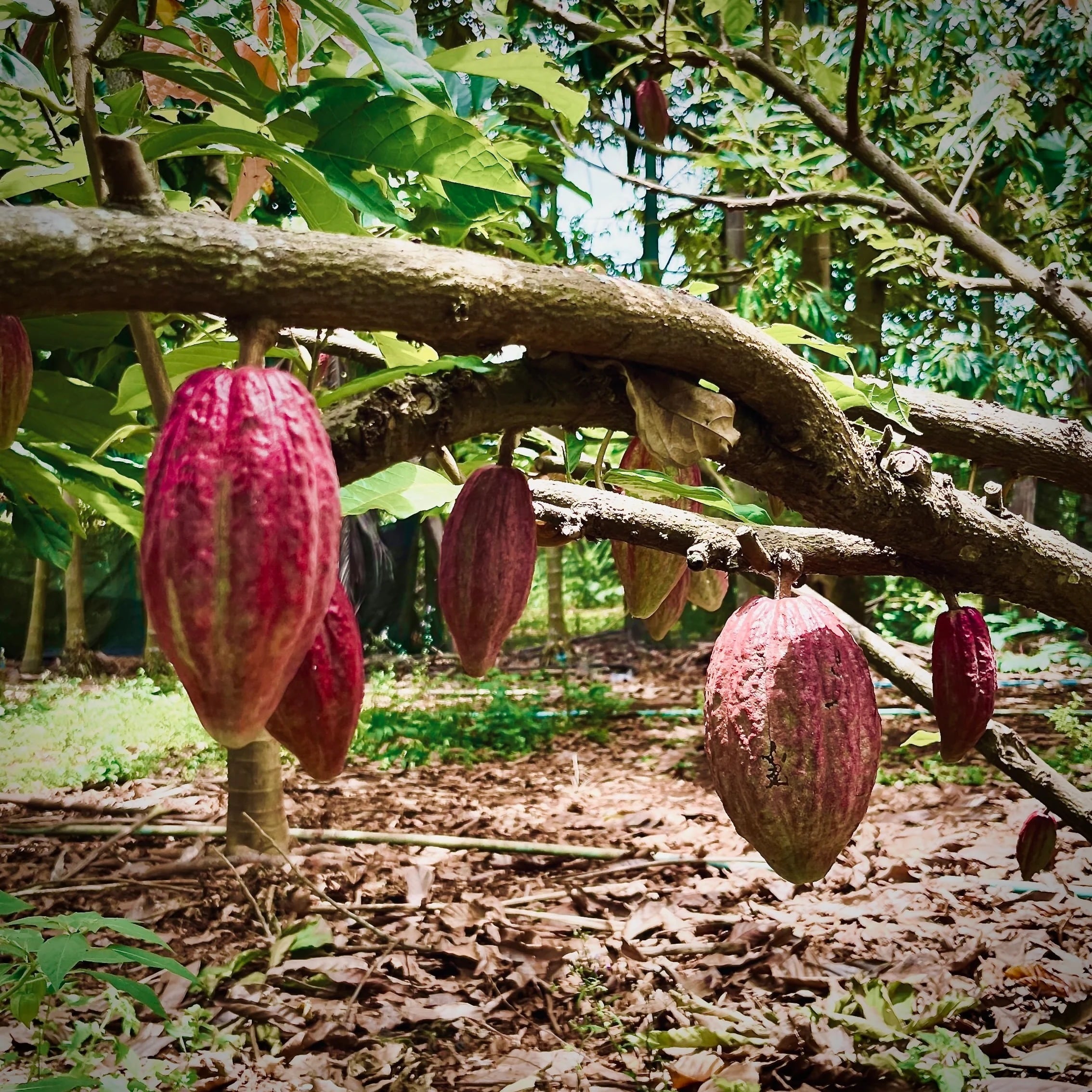 マウシム シングルノート カカオ 500ml / MAWSIM SINGLE NOTE Cacao