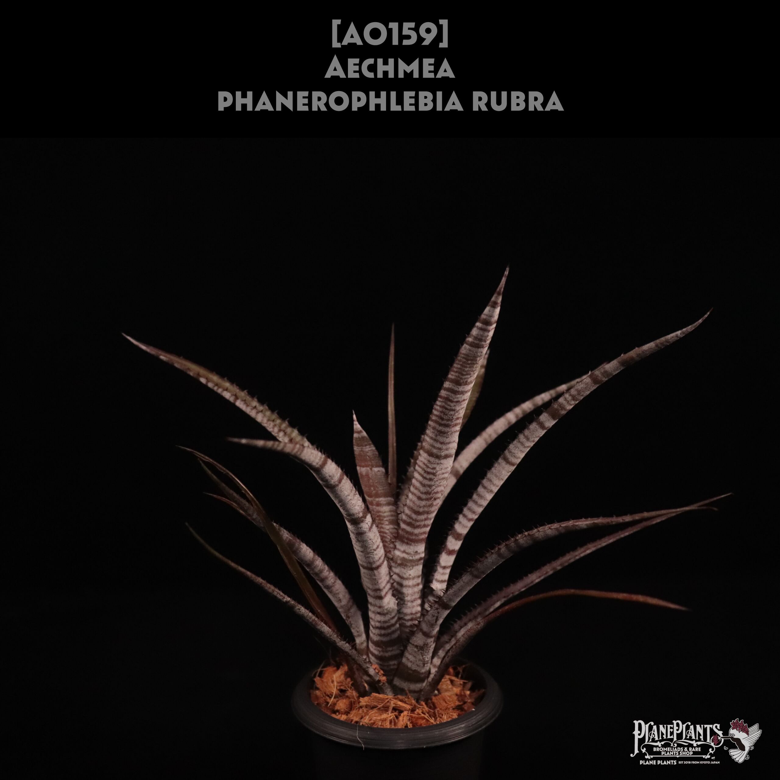 Can　同梱値引きAechmea phanerophlebia rubes Can様専用 同梱値引きAechmea phanerophlebia rubes - メルカリ