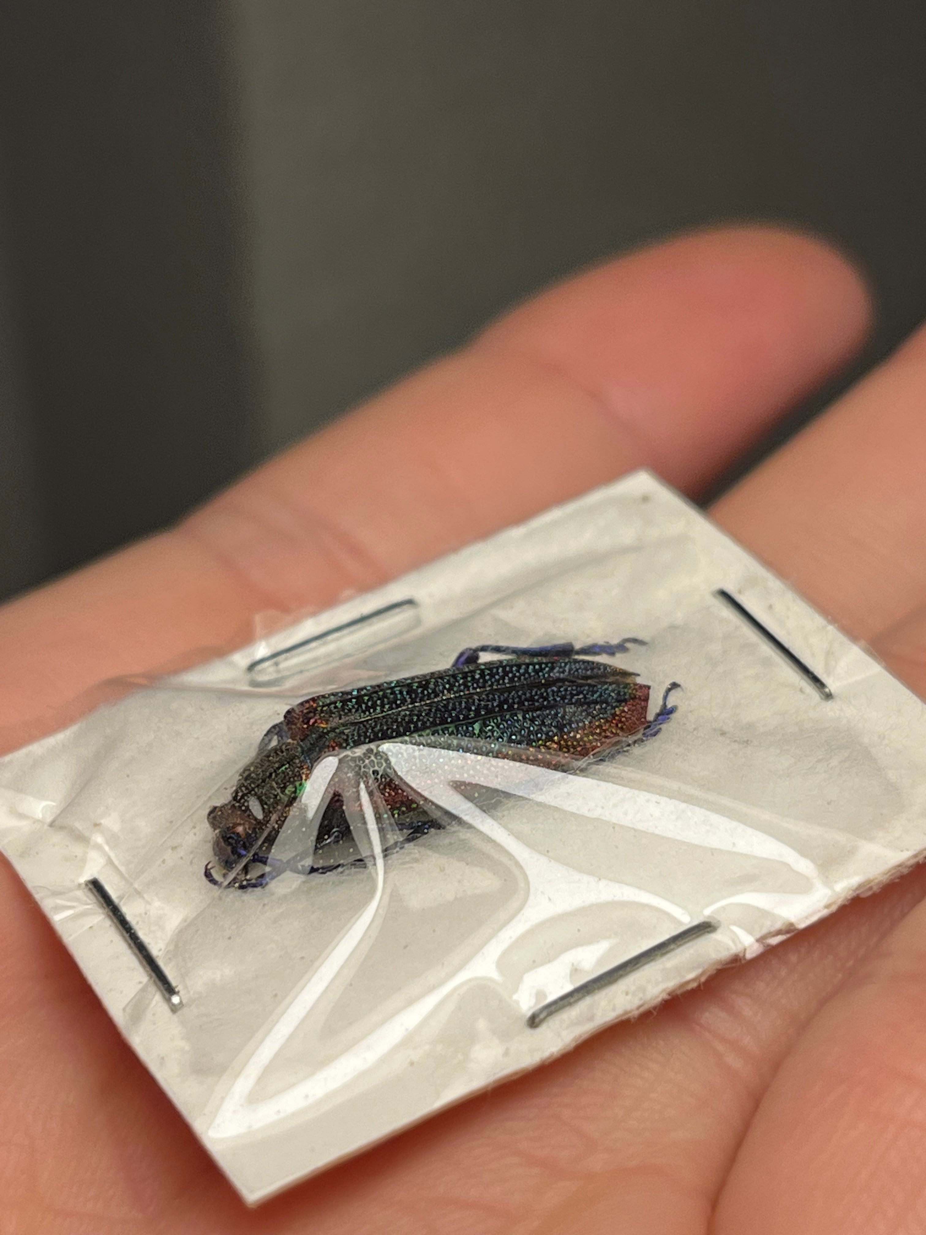 20mm】キラキラアラメムカシタマムシに酷似のチリの美麗カミキリ 標本